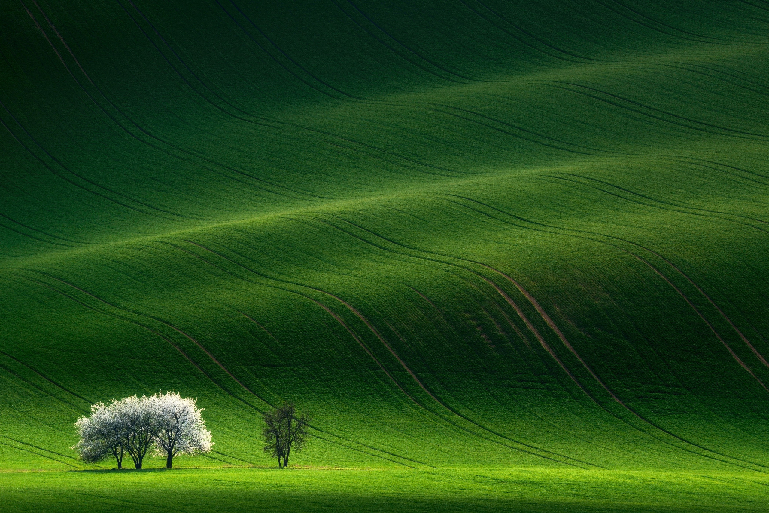 Portfolio Award 2025