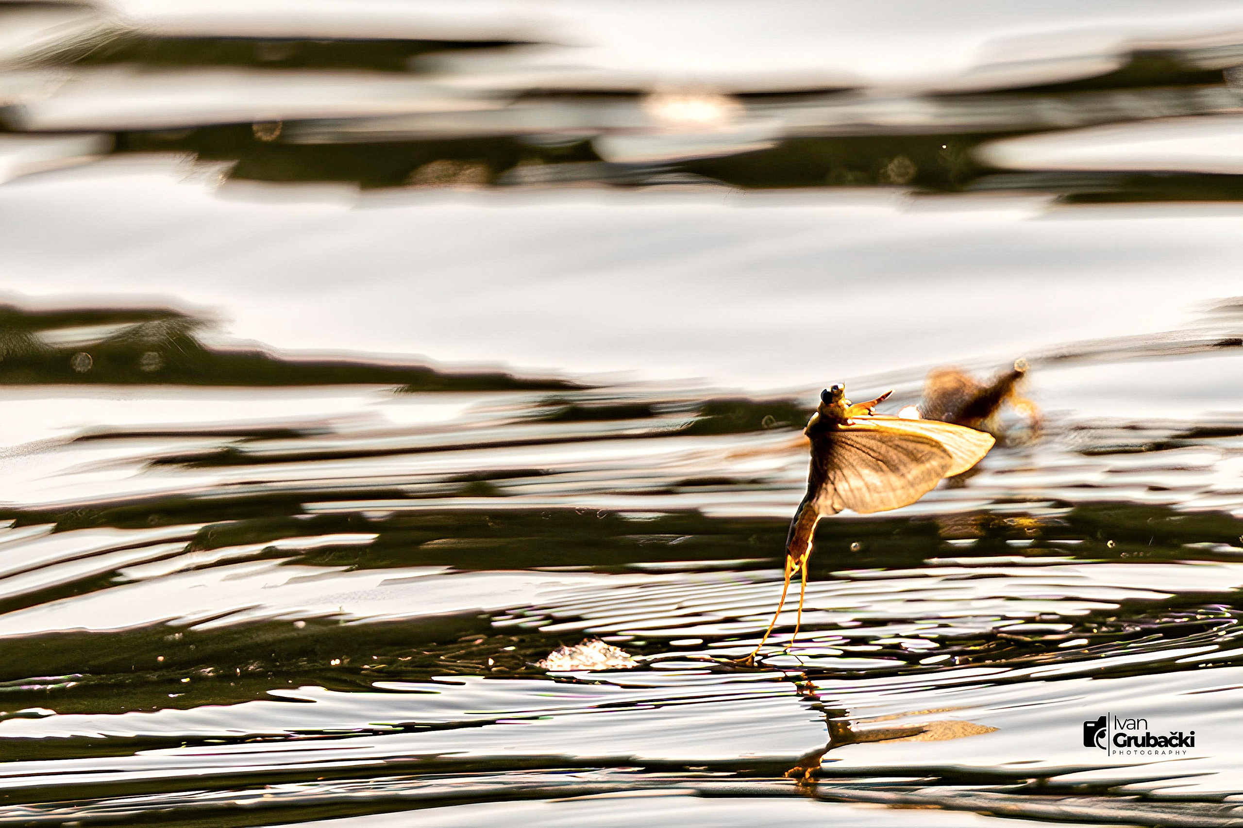 📸 Fotografisanje cvetanja Tise sa Foto klubom CD13. Fotograf Ivan Grubački