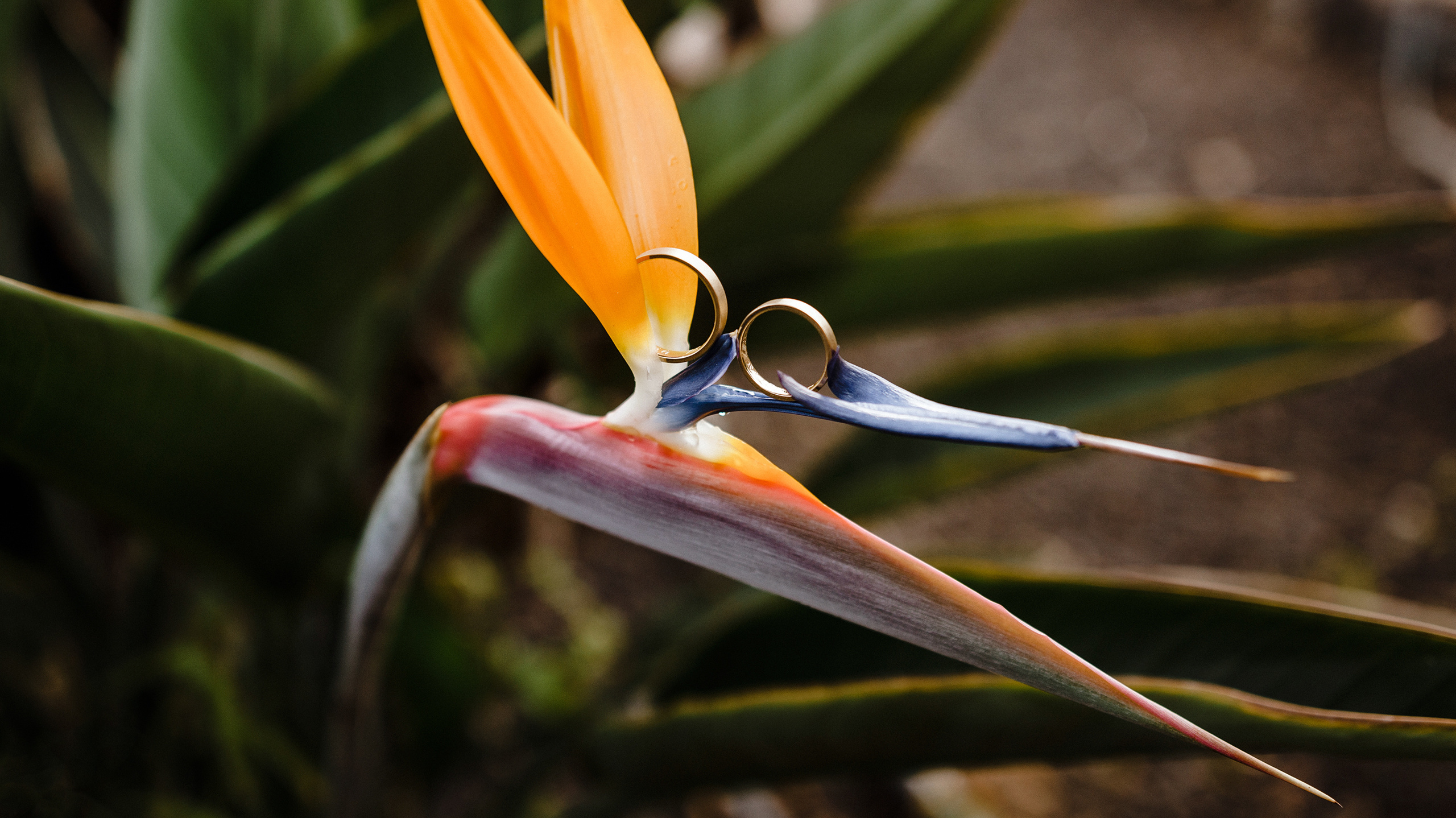 Wedding photographer Tenerife