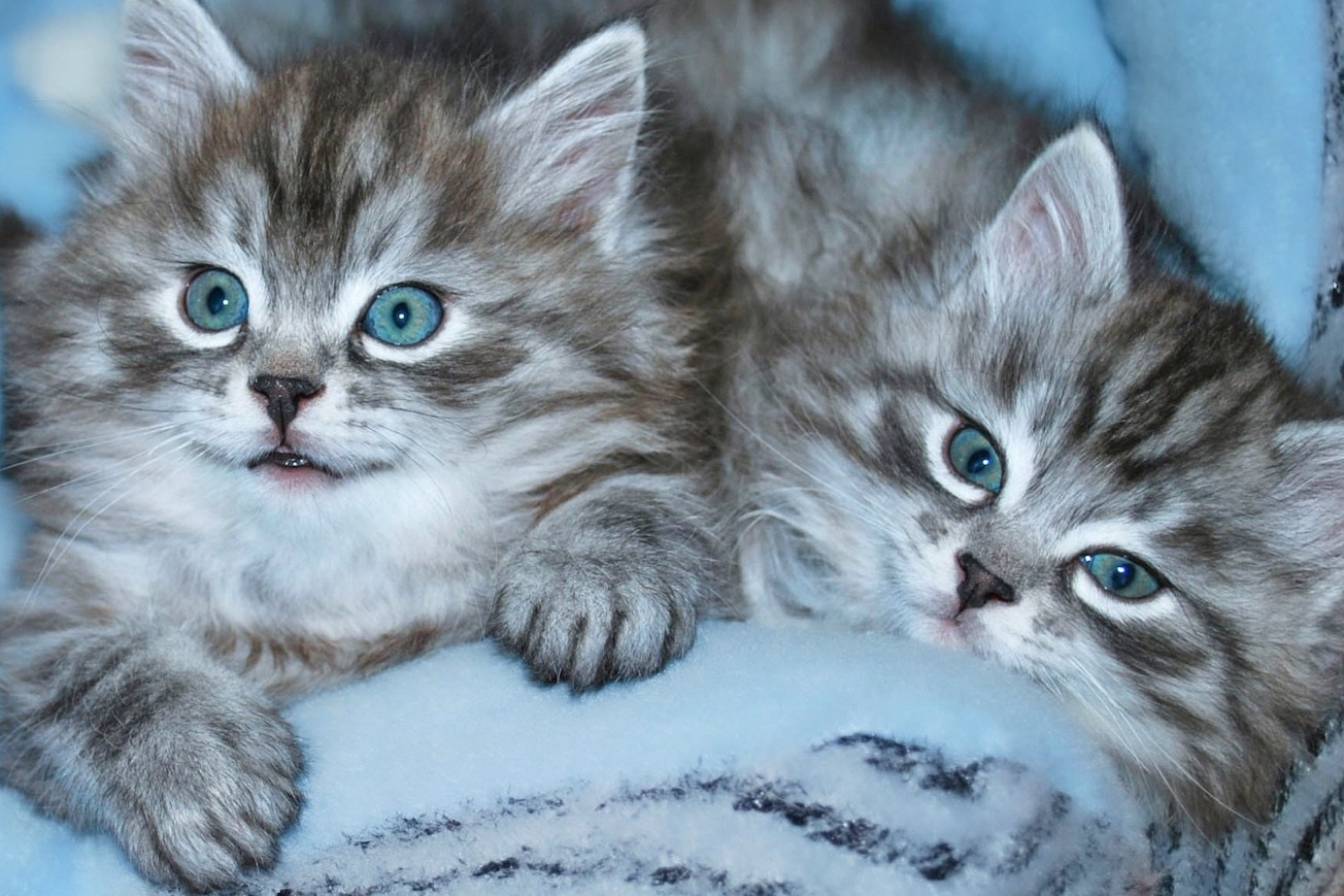 Two Siberian kittens with blue eyes laying on blue cat bed.