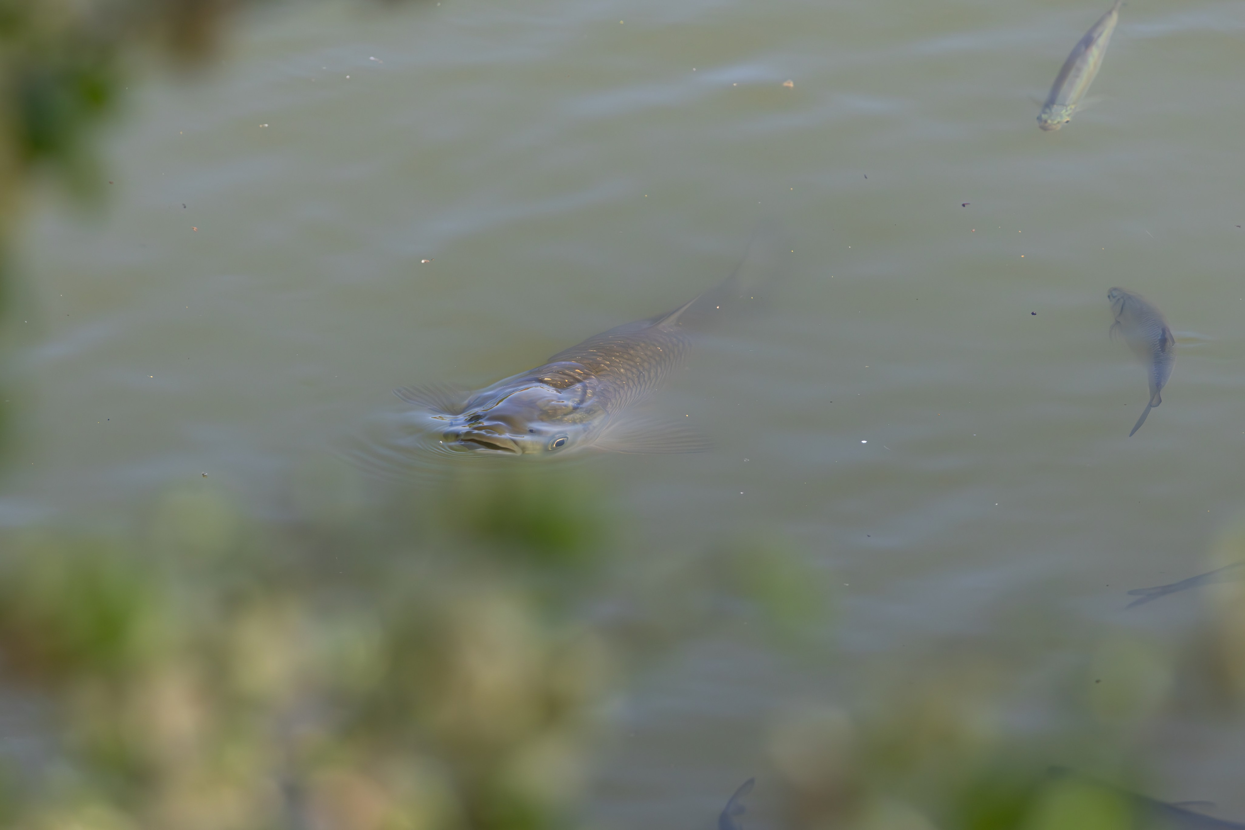 გასეირნება რუსთავის პარკში. FramefreeMan