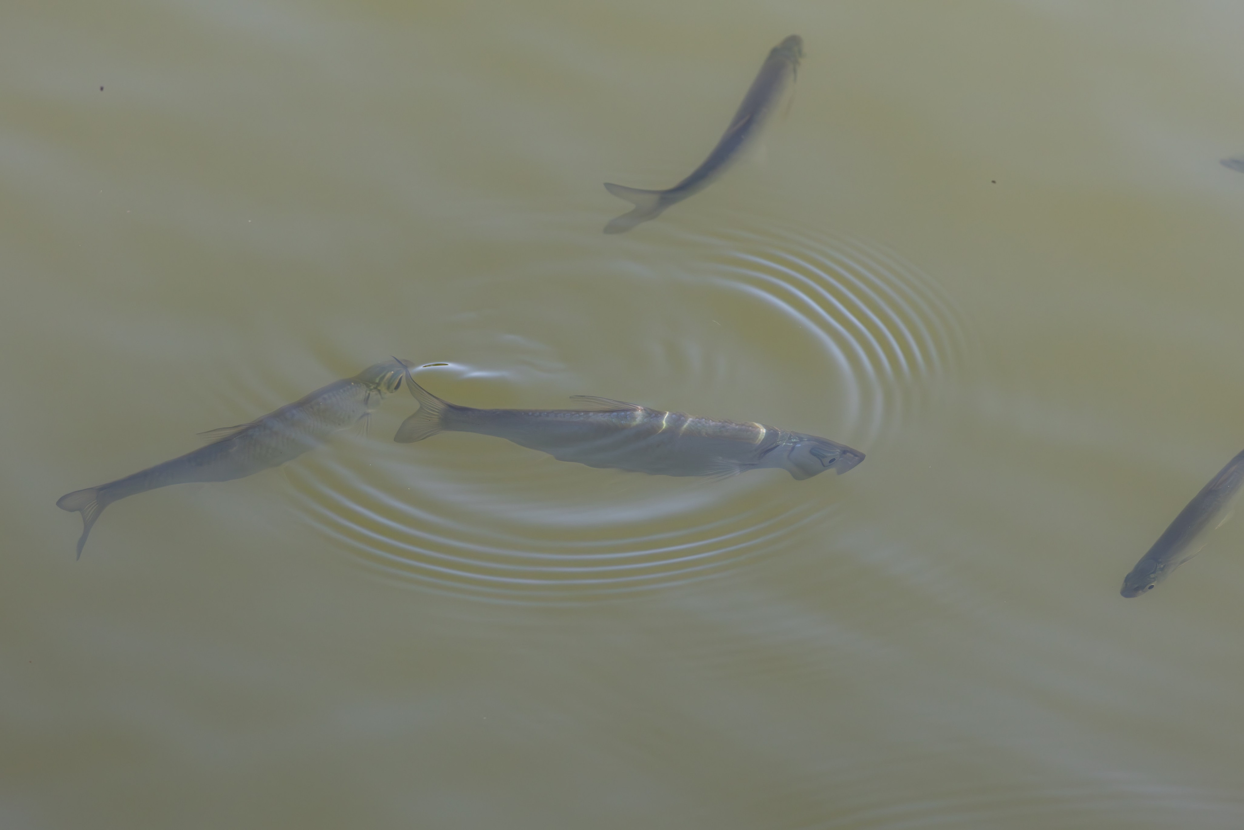 გასეირნება რუსთავის პარკში. FramefreeMan