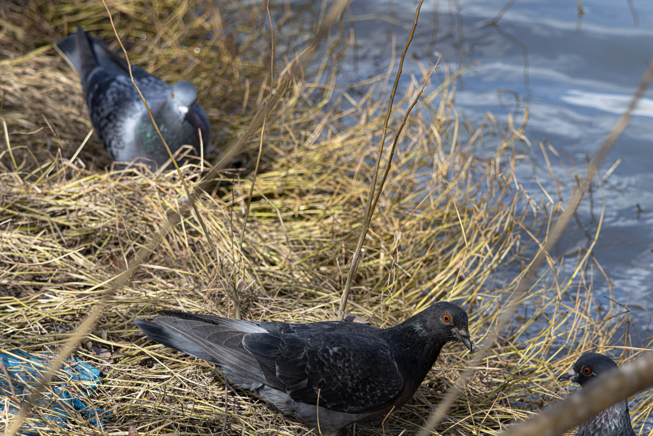 ფრთა ბუმბულისა და ფრთა რკინისა. FramefreeMan