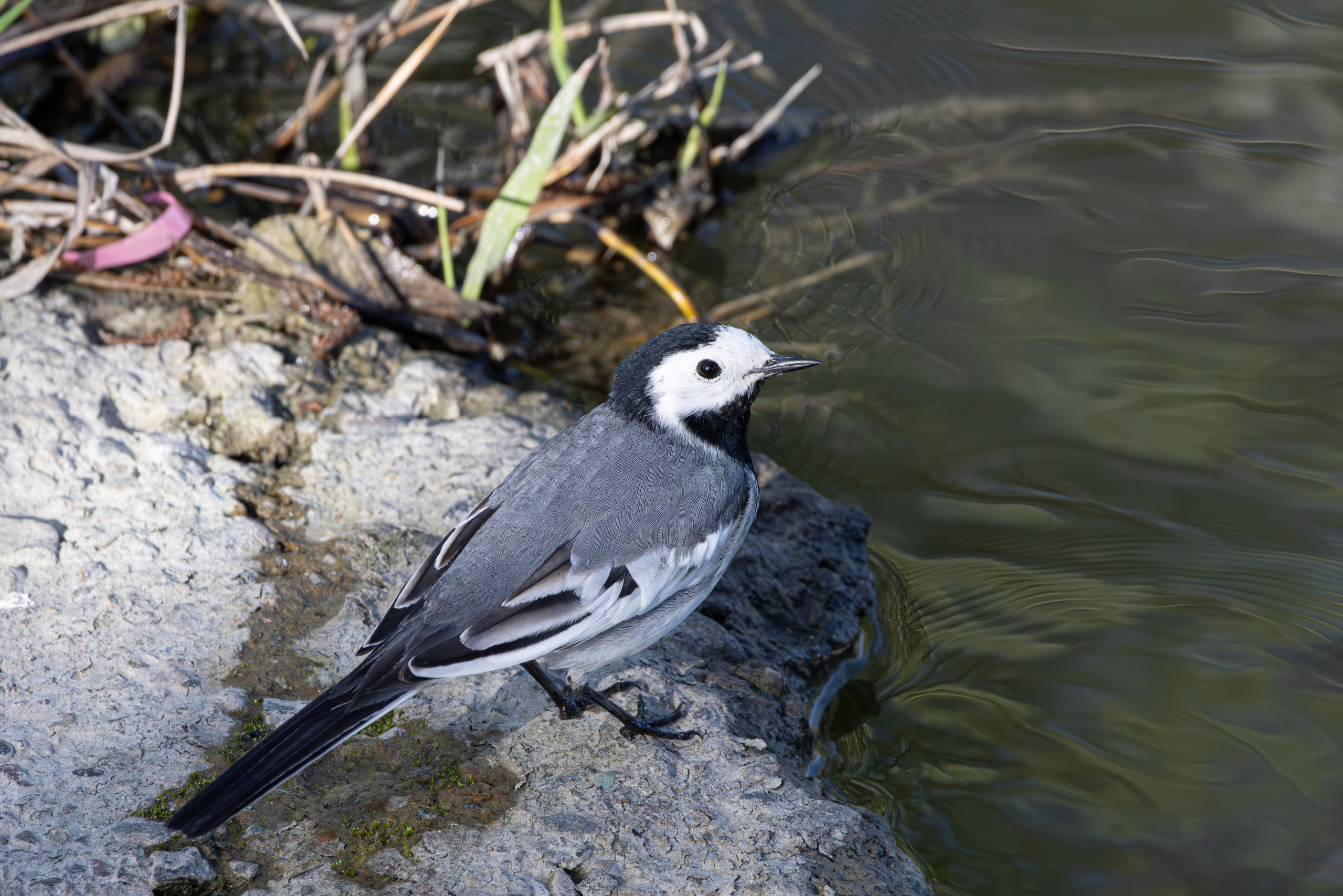 გასეირნება რუსთავის პარკში. FramefreeMan