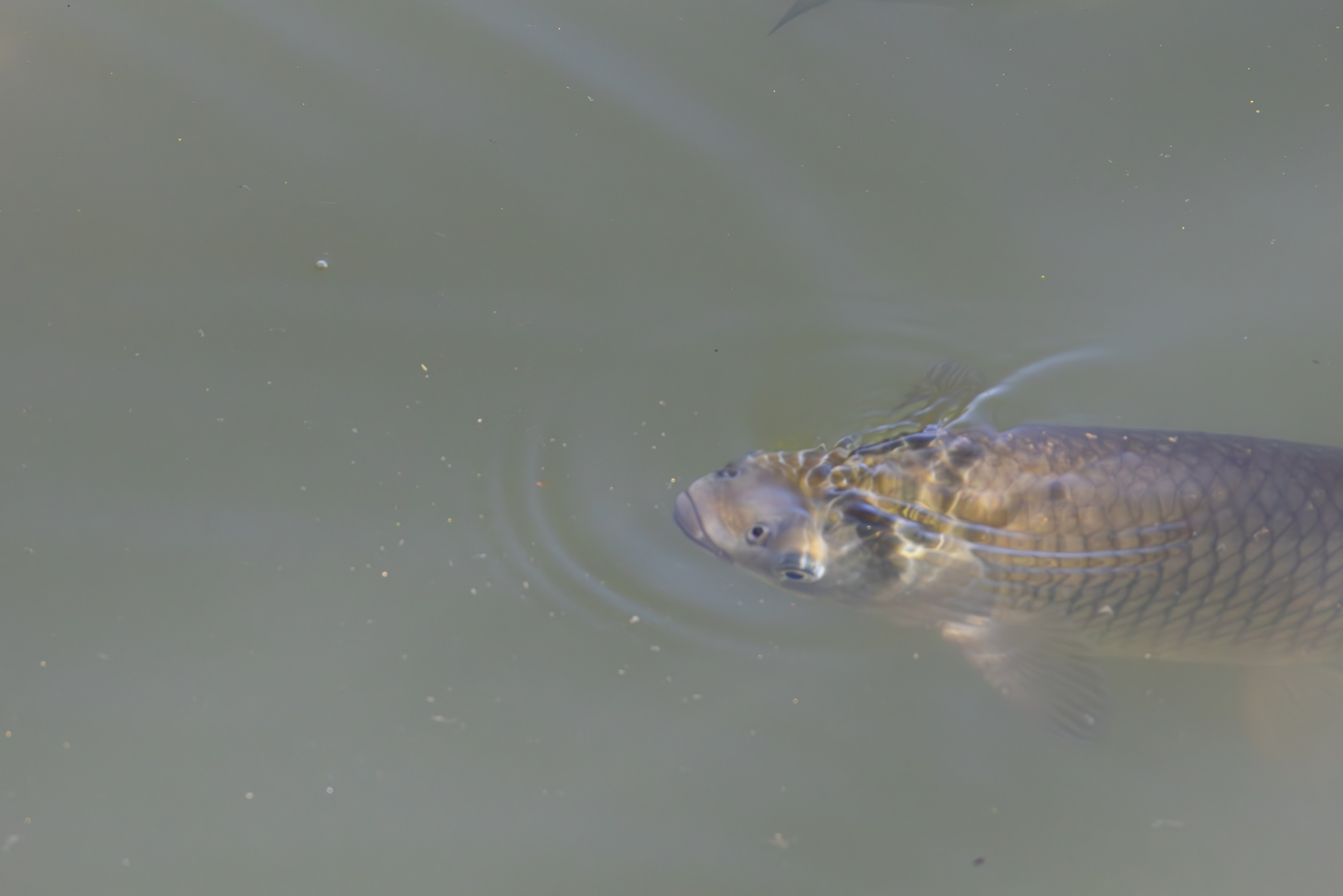 გასეირნება რუსთავის პარკში. FramefreeMan