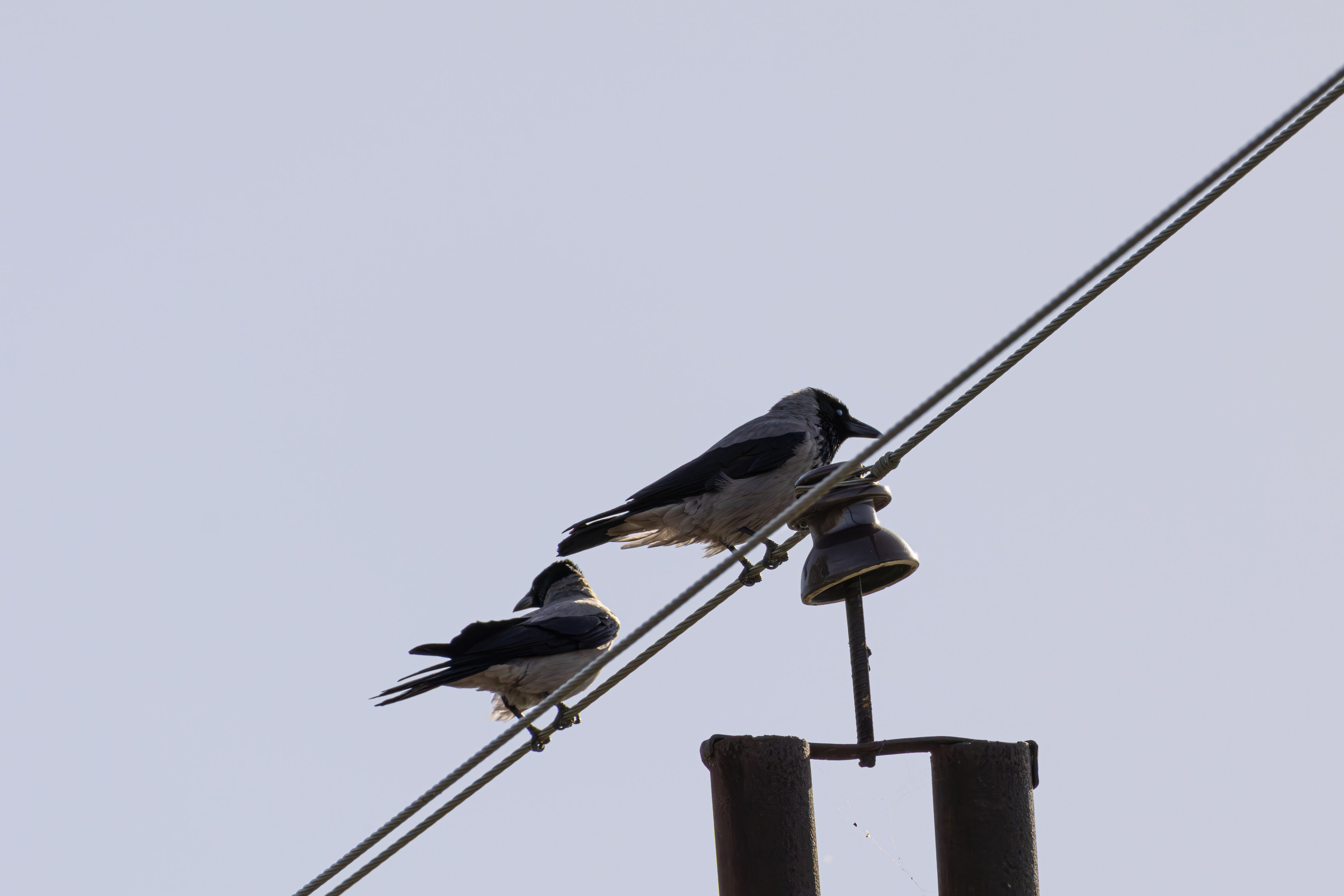 გასეირნება რუსთავის პარკში. FramefreeMan