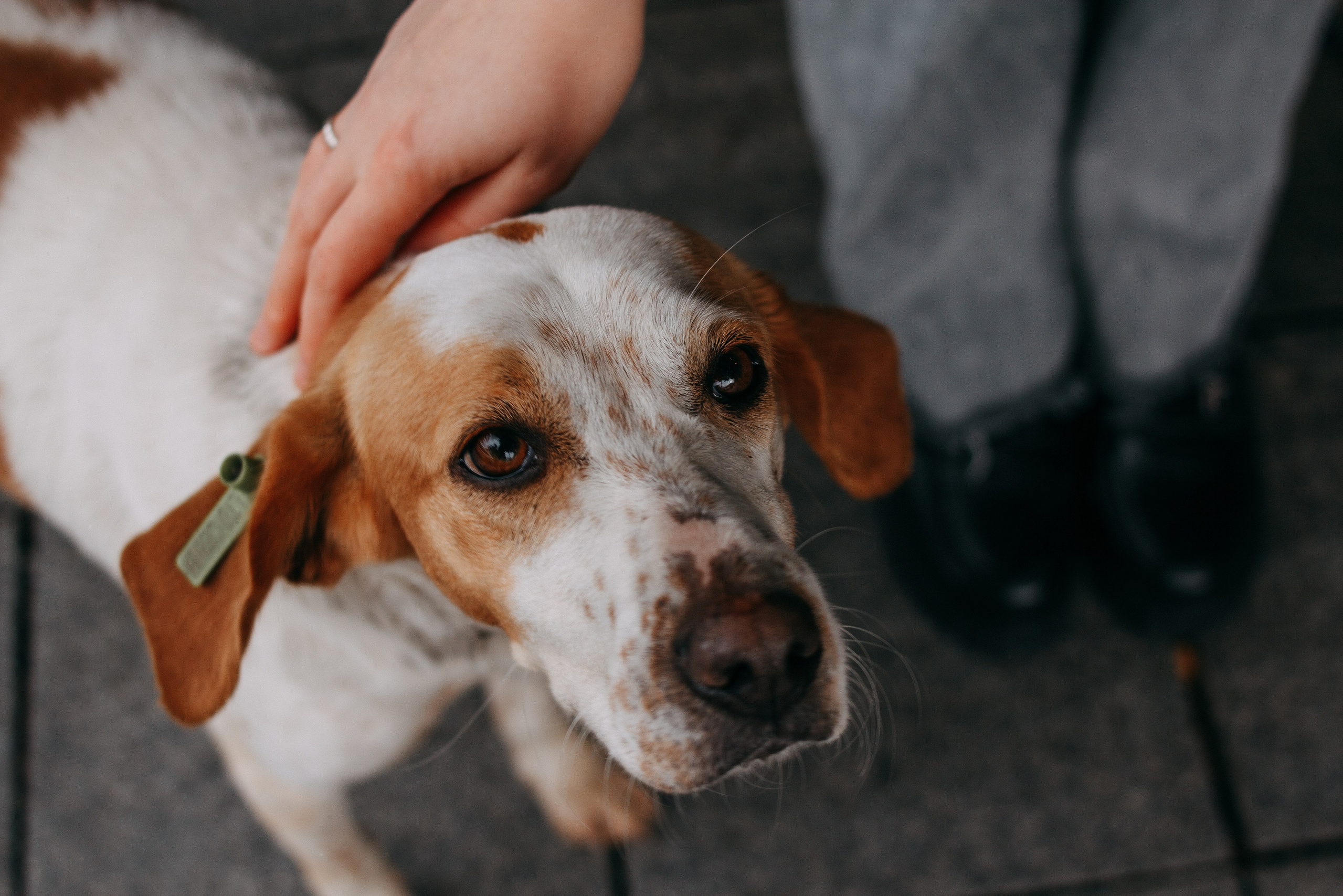 Express photo sessions: what are they, who are they suitable for and how to prepare. Wedding and portrait photographer in Beograd Ekaterina Makedonskaya