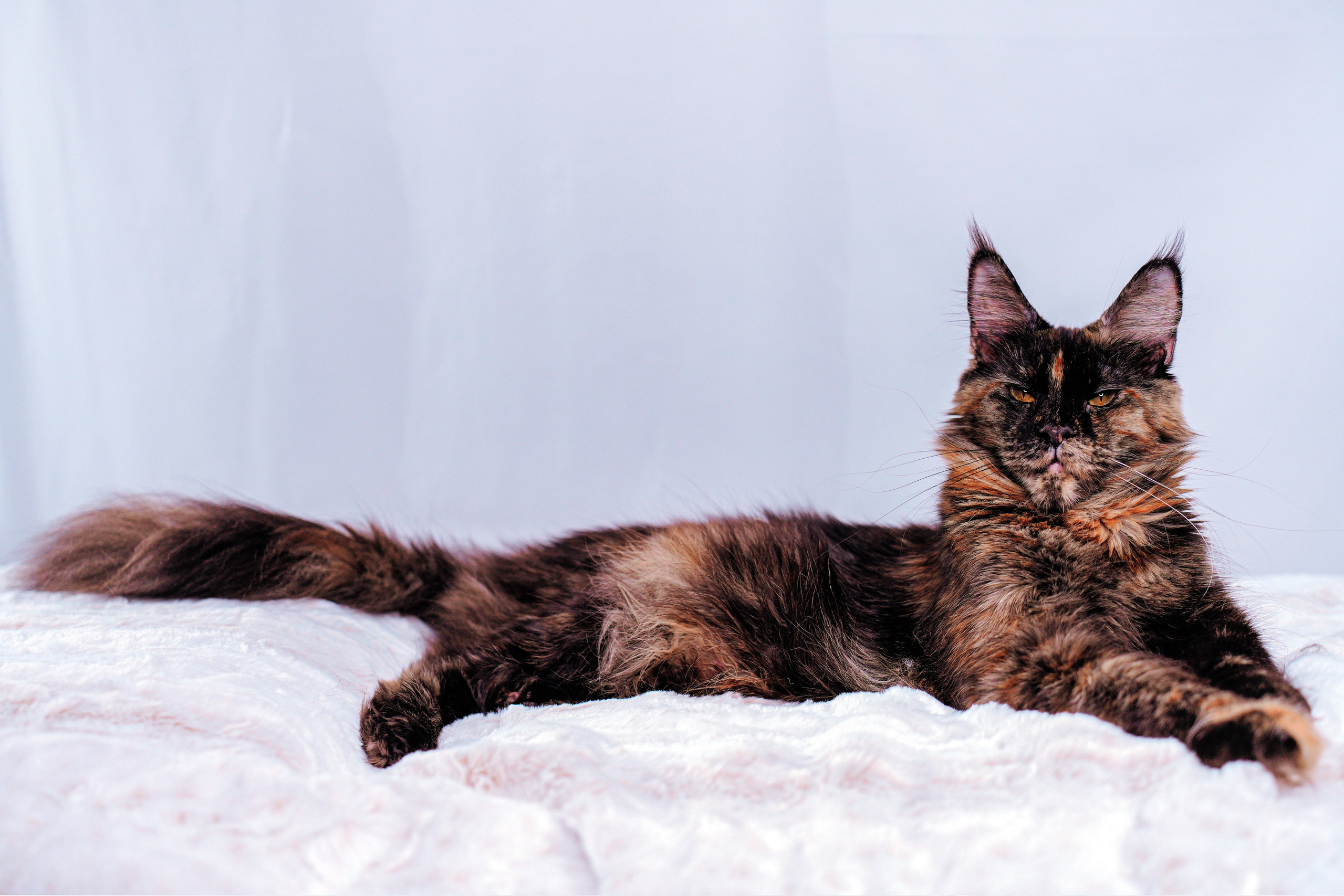 Parents. Senator Cat — Maine Coon cattery