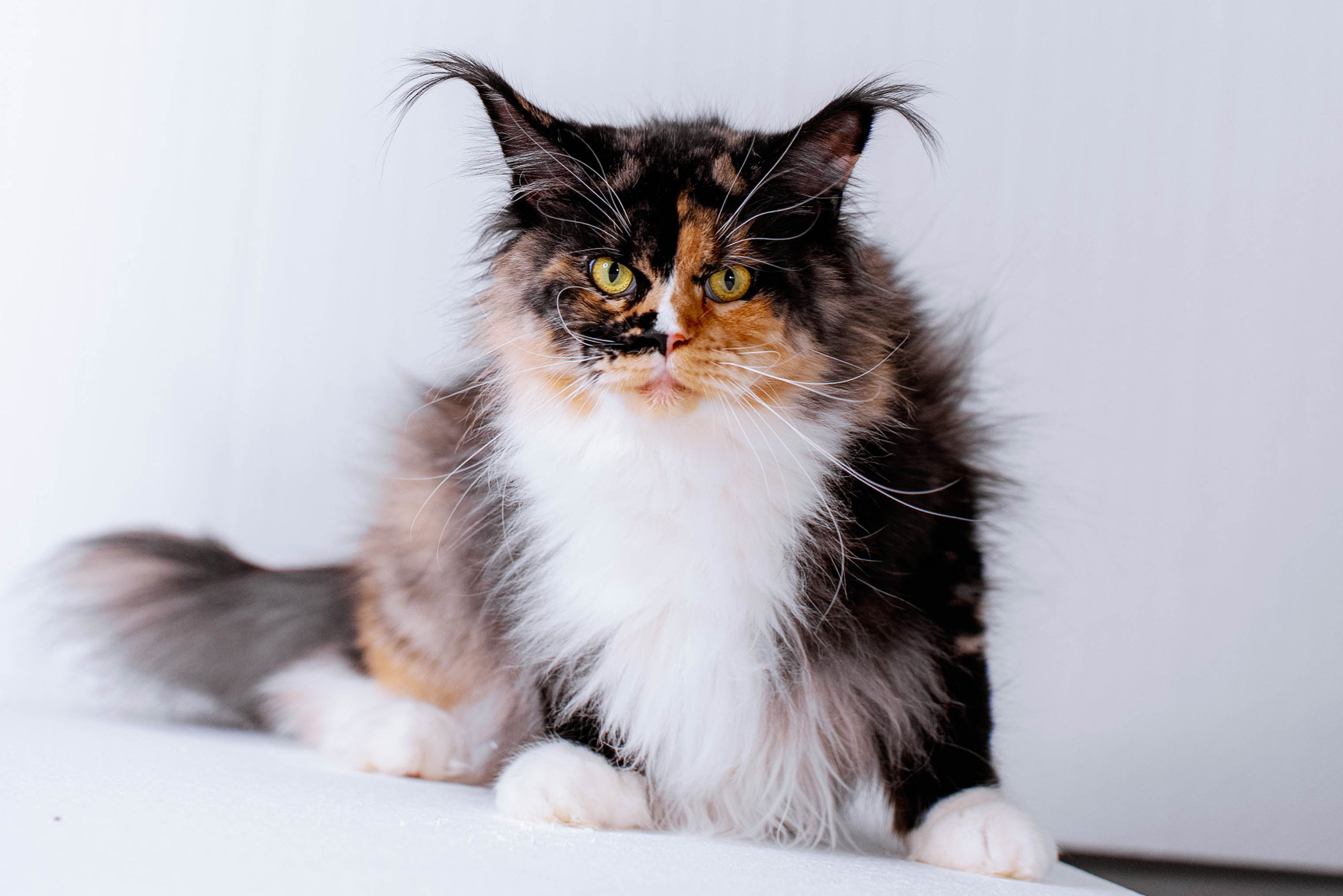 Parents. Senator Cat — Maine Coon cattery