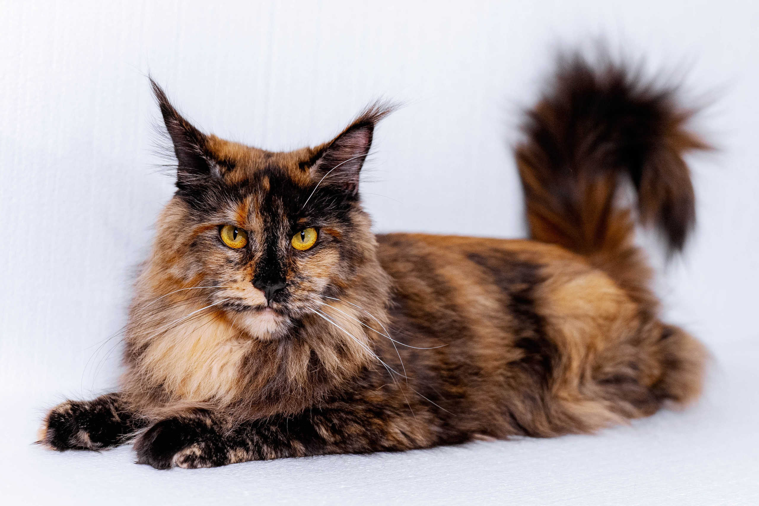 Parents. Senator Cat — Maine Coon cattery