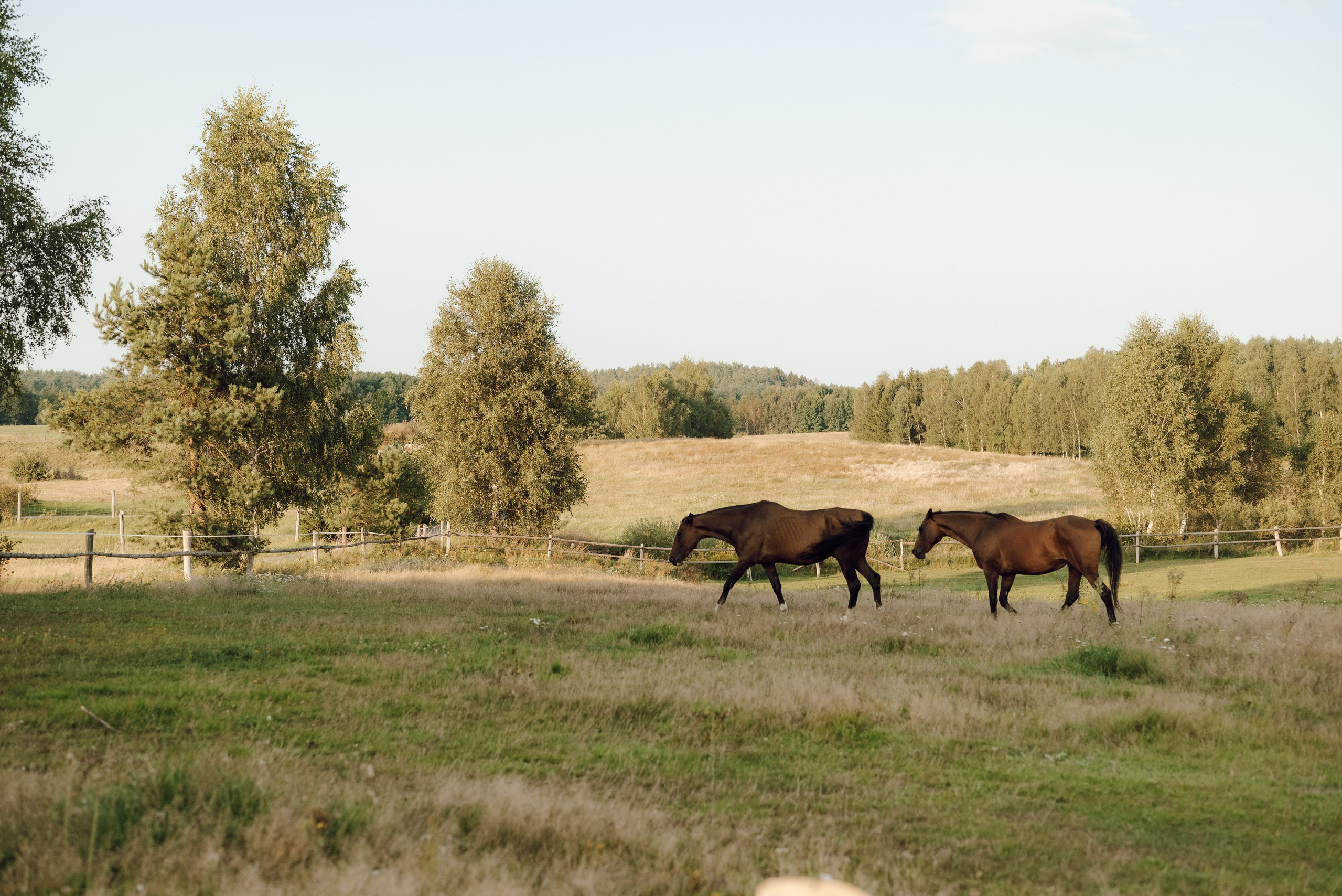 Konie pasące się na łące – rustykalny klimat sesji ślubnej, reportaż w stylu slow wedding.