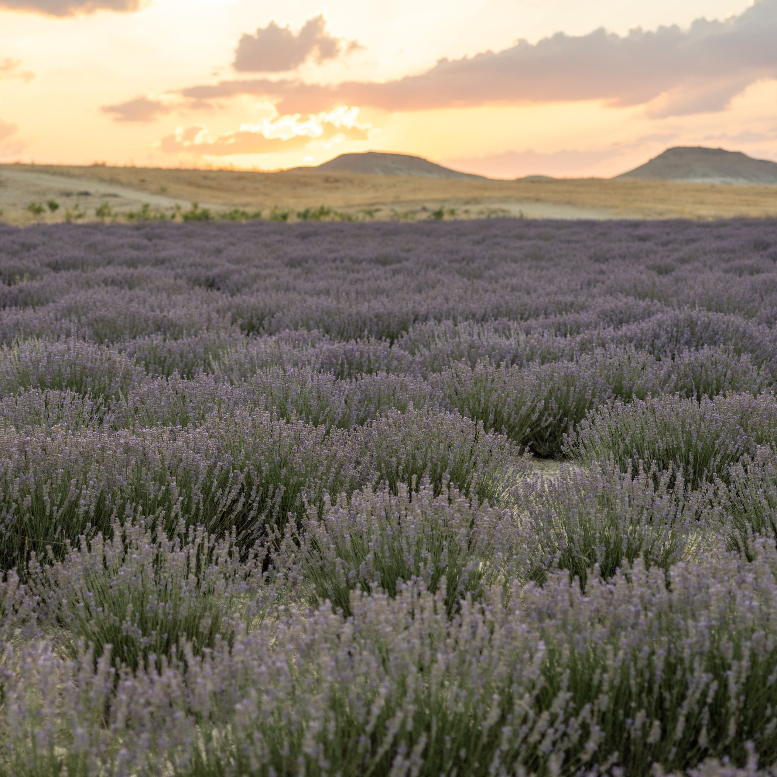 Lavender Garden. Your Guide to Cappadocia: Private Tours, Scenic Routes, Hot Air Balloon Rides, and More Adventures
