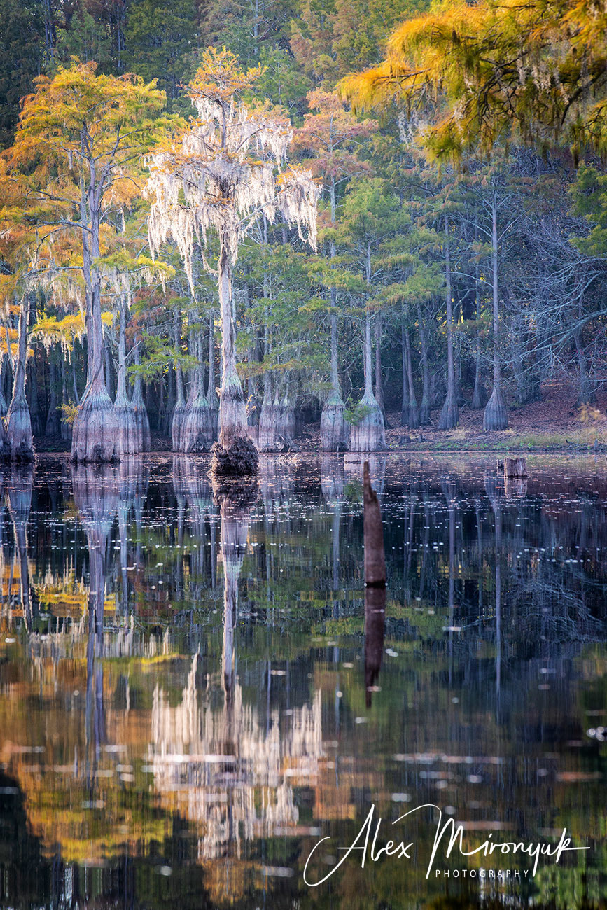 Осенняя Магия Кипарисовых Болот. Alex Mironyuk Photography