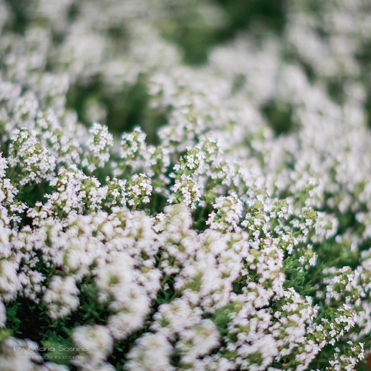 Porto Montenegro - en del av det virkelige Europa på Balkan