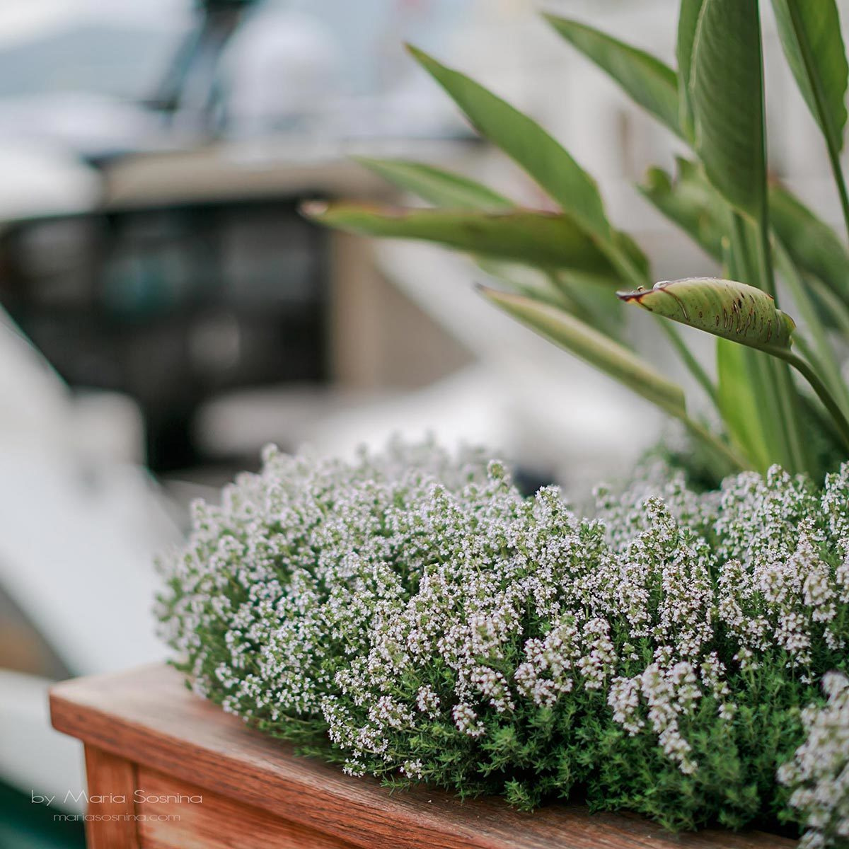 Porto Montenegro - en del av det virkelige Europa på Balkan