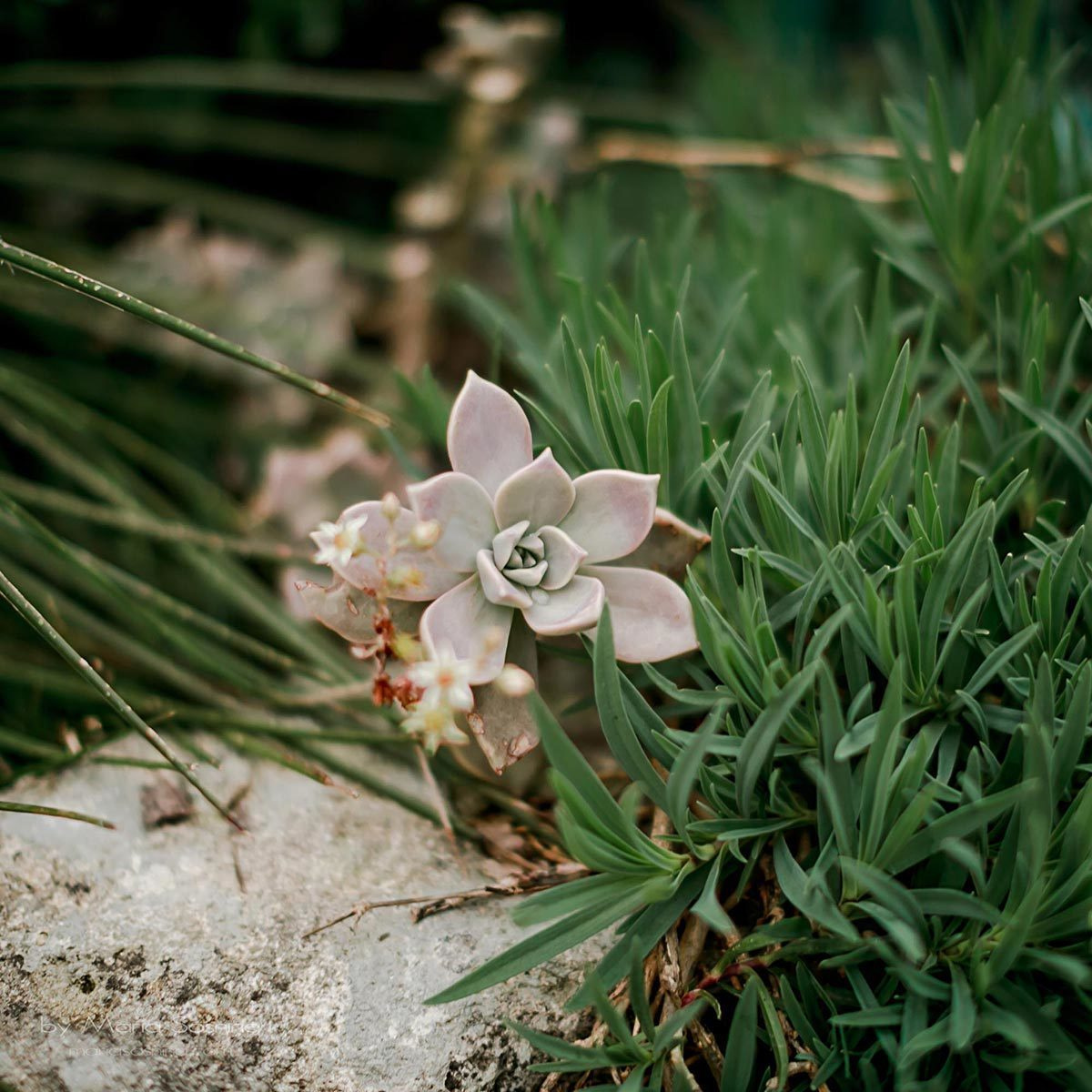 Porto Montenegro - en del av det virkelige Europa på Balkan