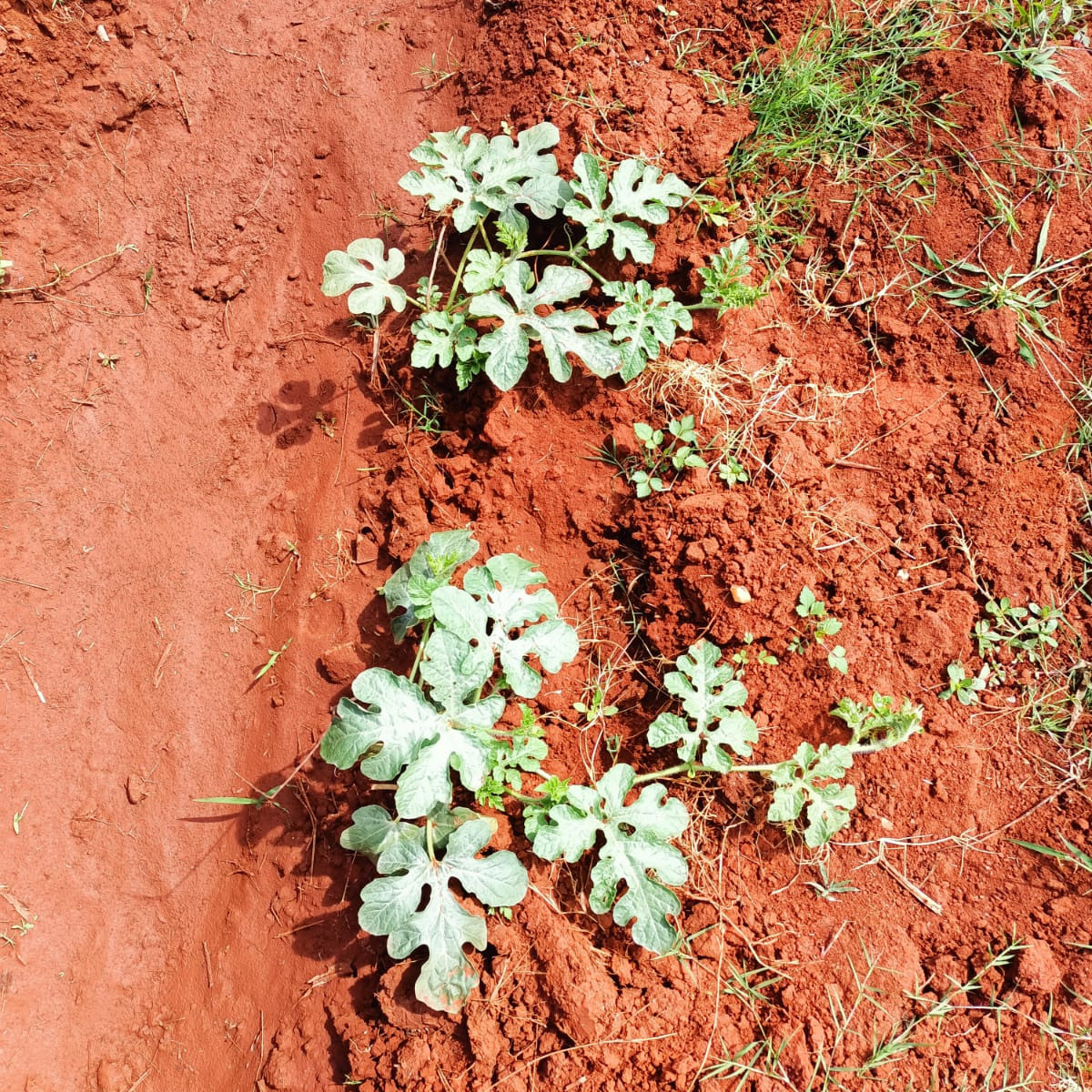 Grow Peat Organic foliar fertilizer samples. Boost Plant Growth with Organic Fertilizers: Our Effective Solution