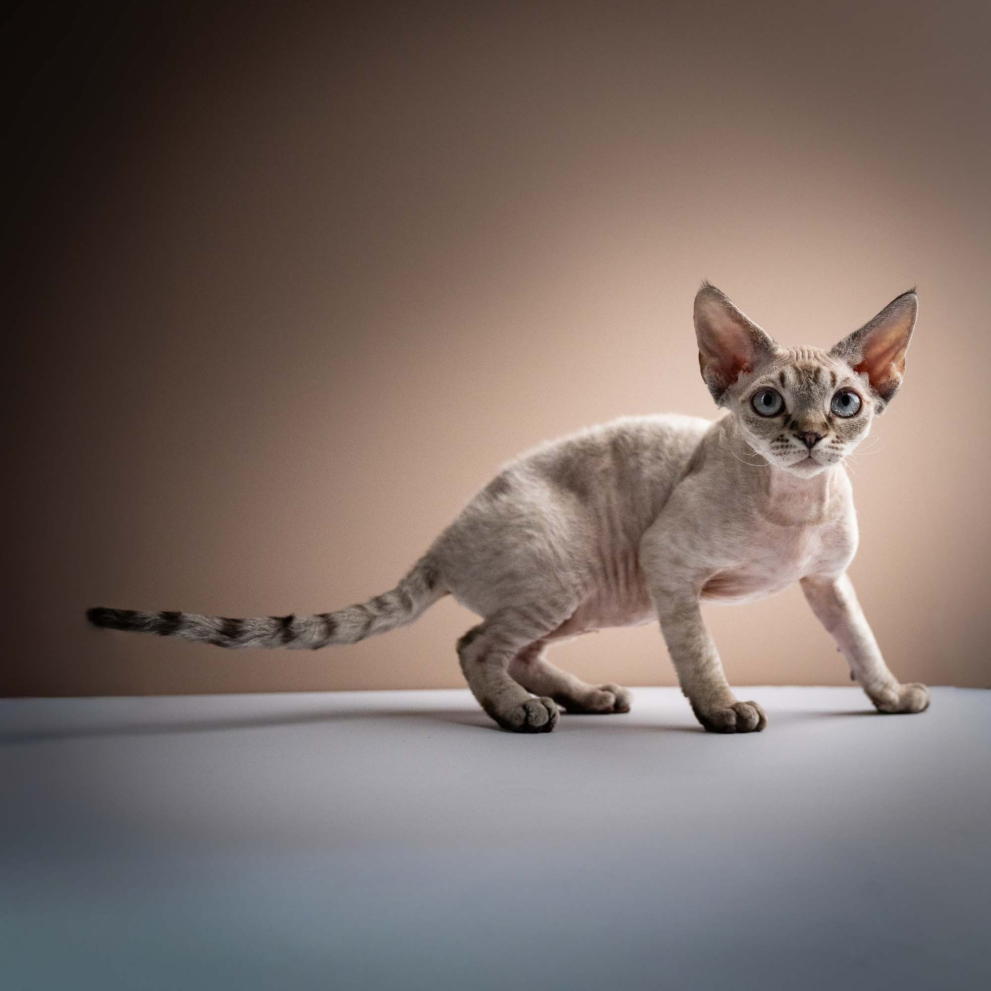 Nellie, girl, born 01.17.26. Devon Rex Pixie Cattery