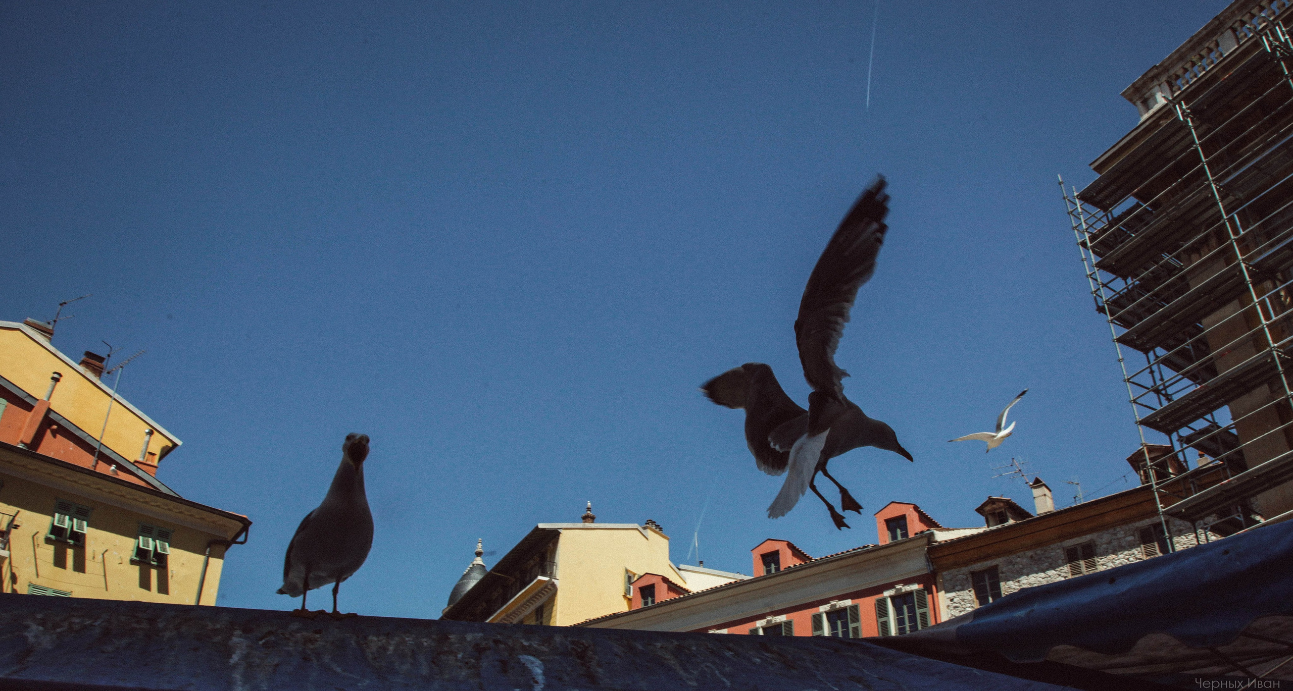 Пернатый психоз. Стрит-фотография, полная абсурда, идиотизма и красоты