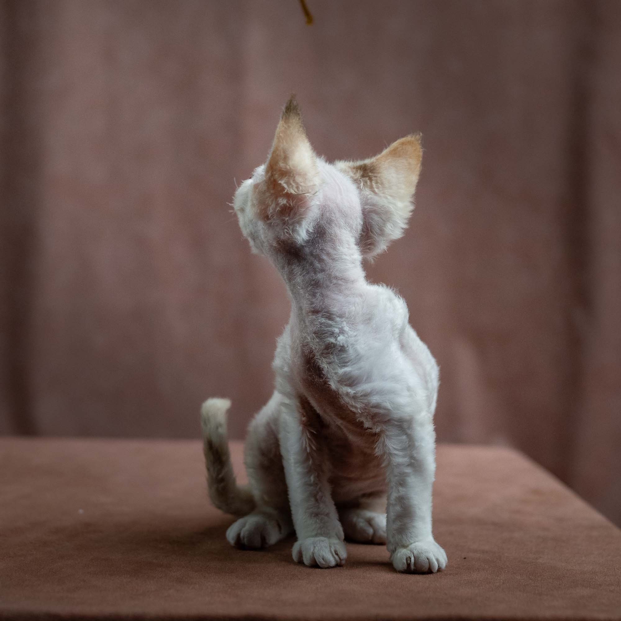 Jessica, girl, born 06.25.2025. Devon Rex Pixie Cattery