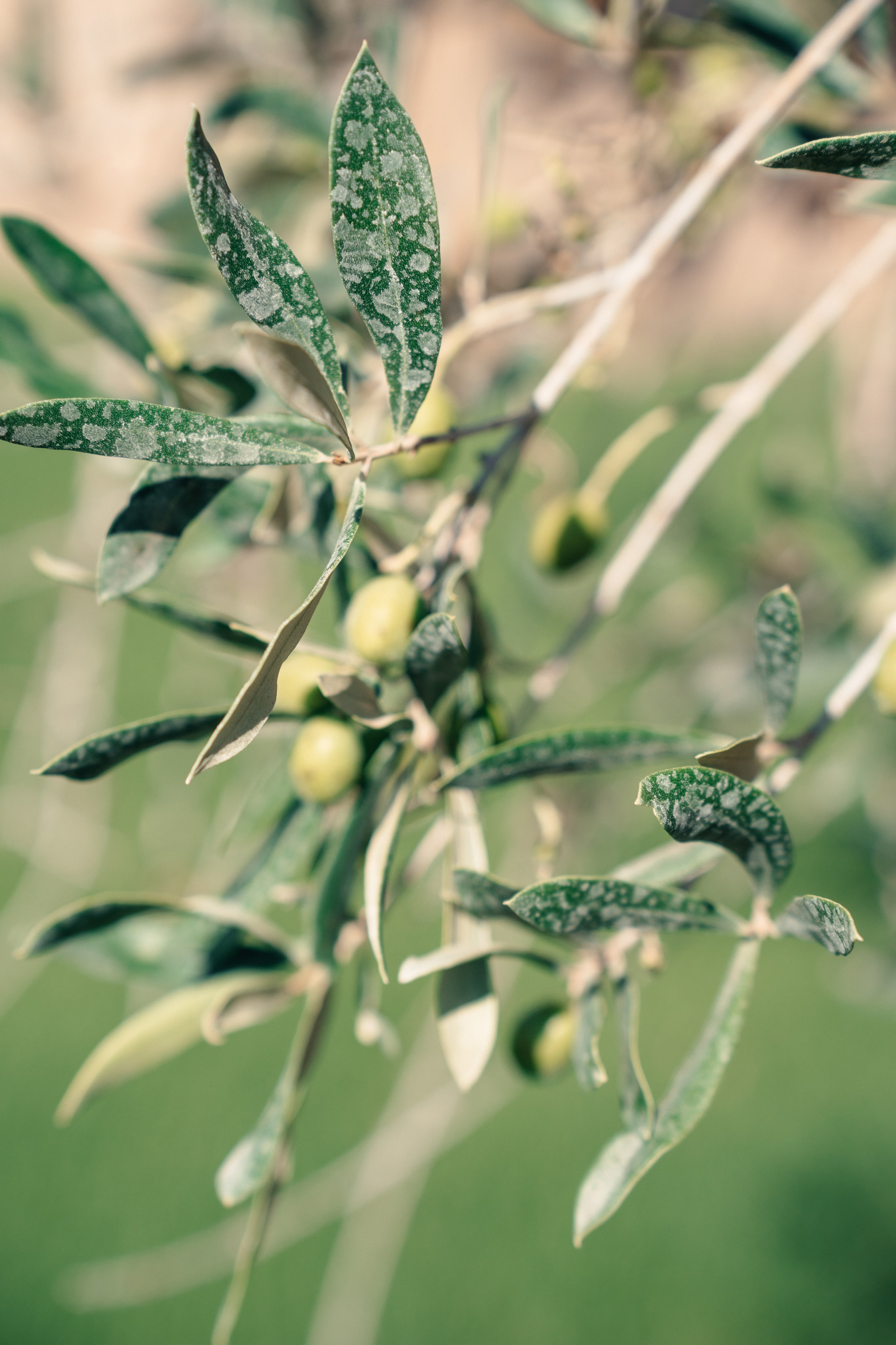 J & P Mallorca, Villa Sacasabona. Wedding Photographer Germany