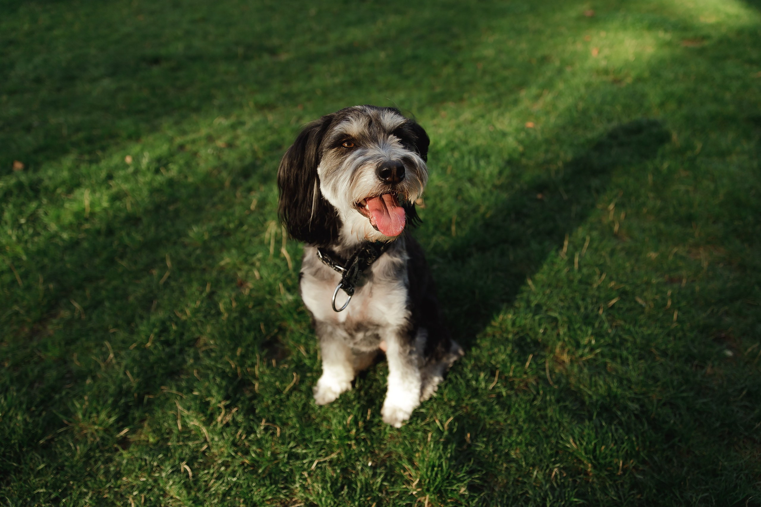 Lera & Flora. Kaja | fotograf we Wrocławiu | ludzie i psy