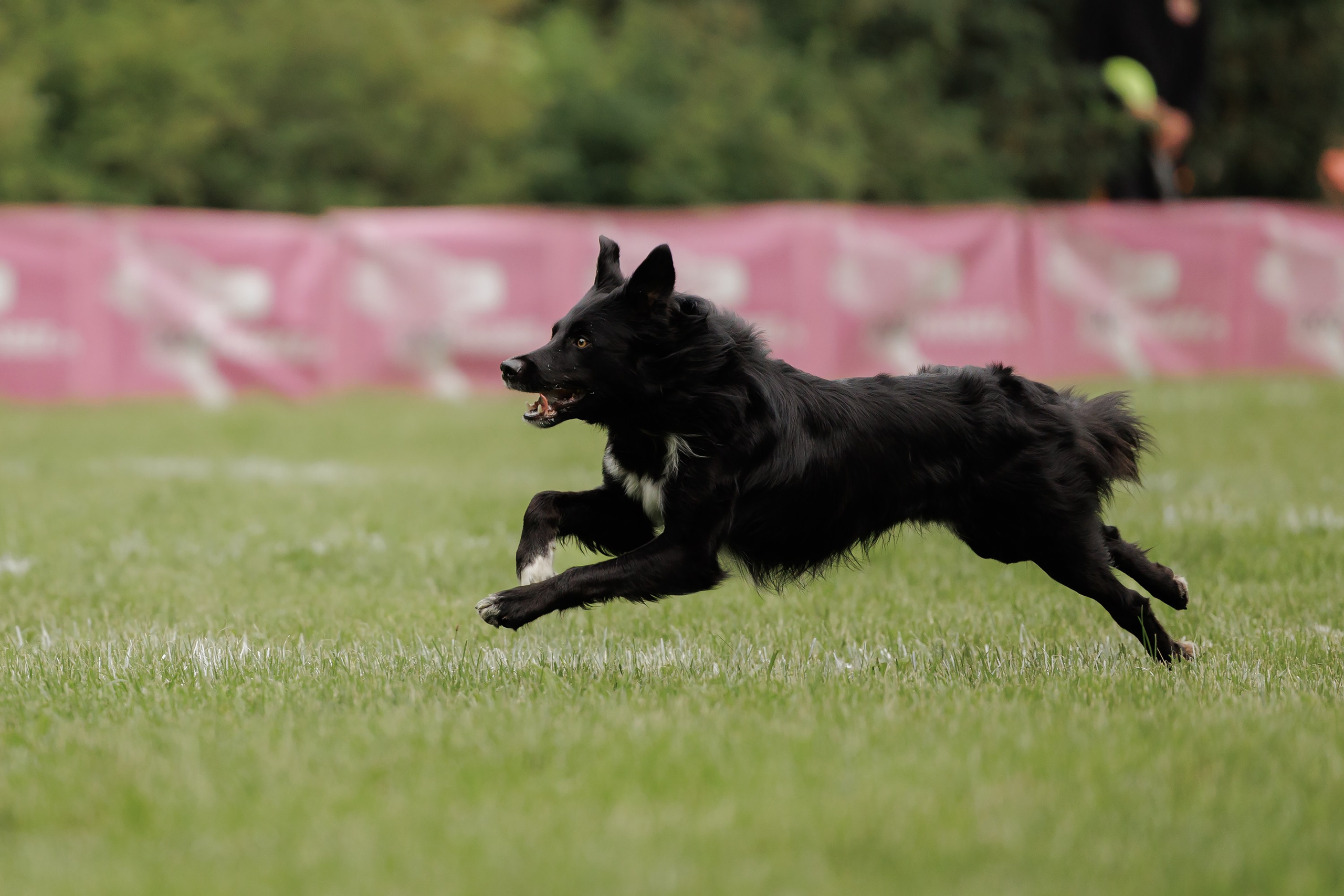 Latające psy, Wrocław'25. Kaja | fotograf psów we Wrocławiu