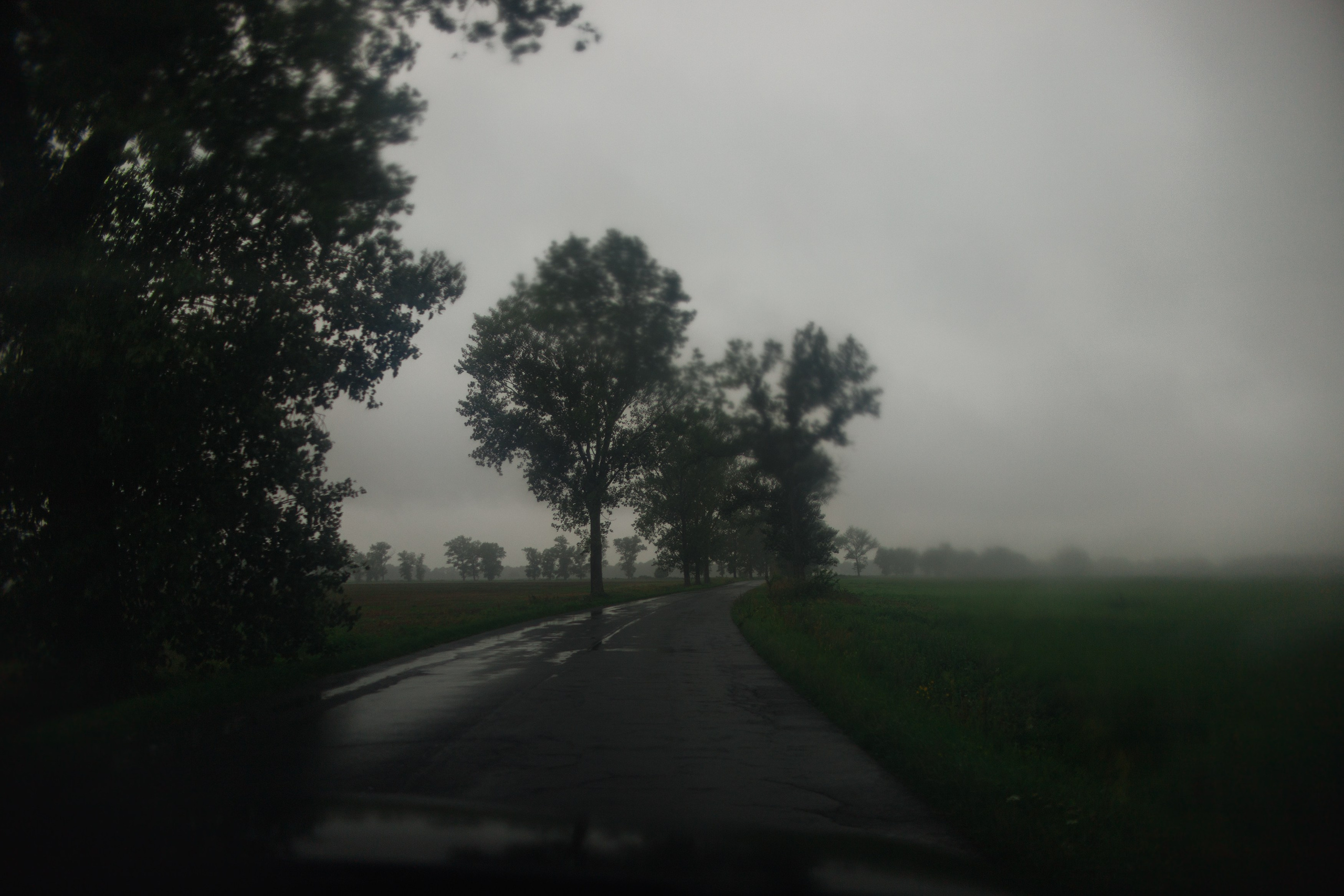 Zamek Grodziec. Kaja | fotograf psów we Wrocławiu