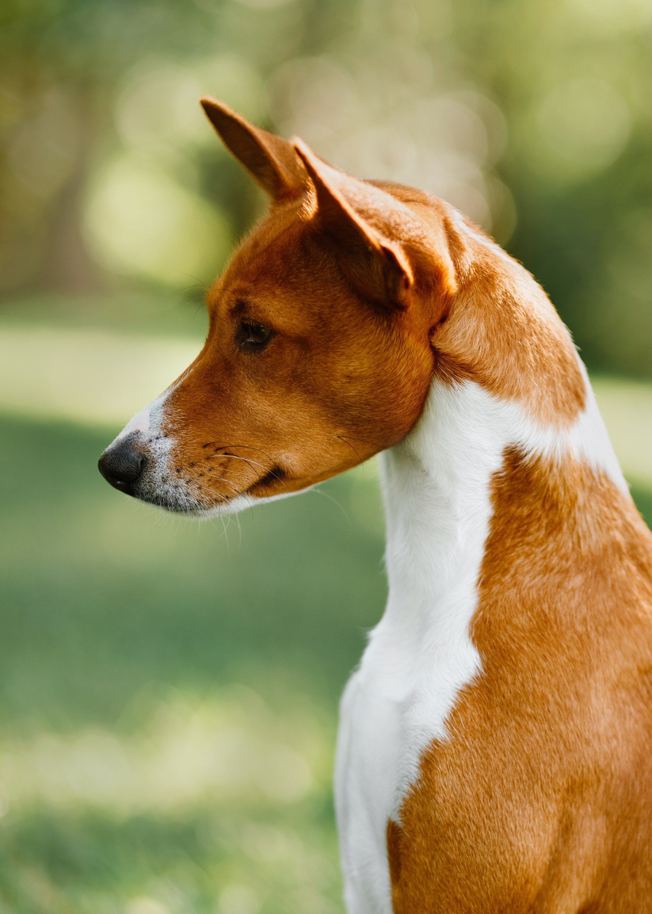 Summer photo day for dog handler. Kaja | fotograf we Wrocławiu | ludzie i psy