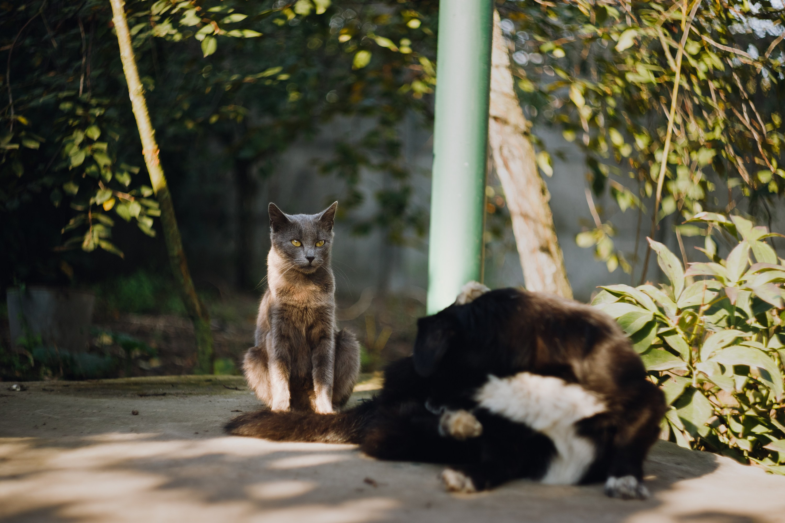 Grandmother's home in Brest. Kaja | fotograf we Wrocławiu | ludzie i psy