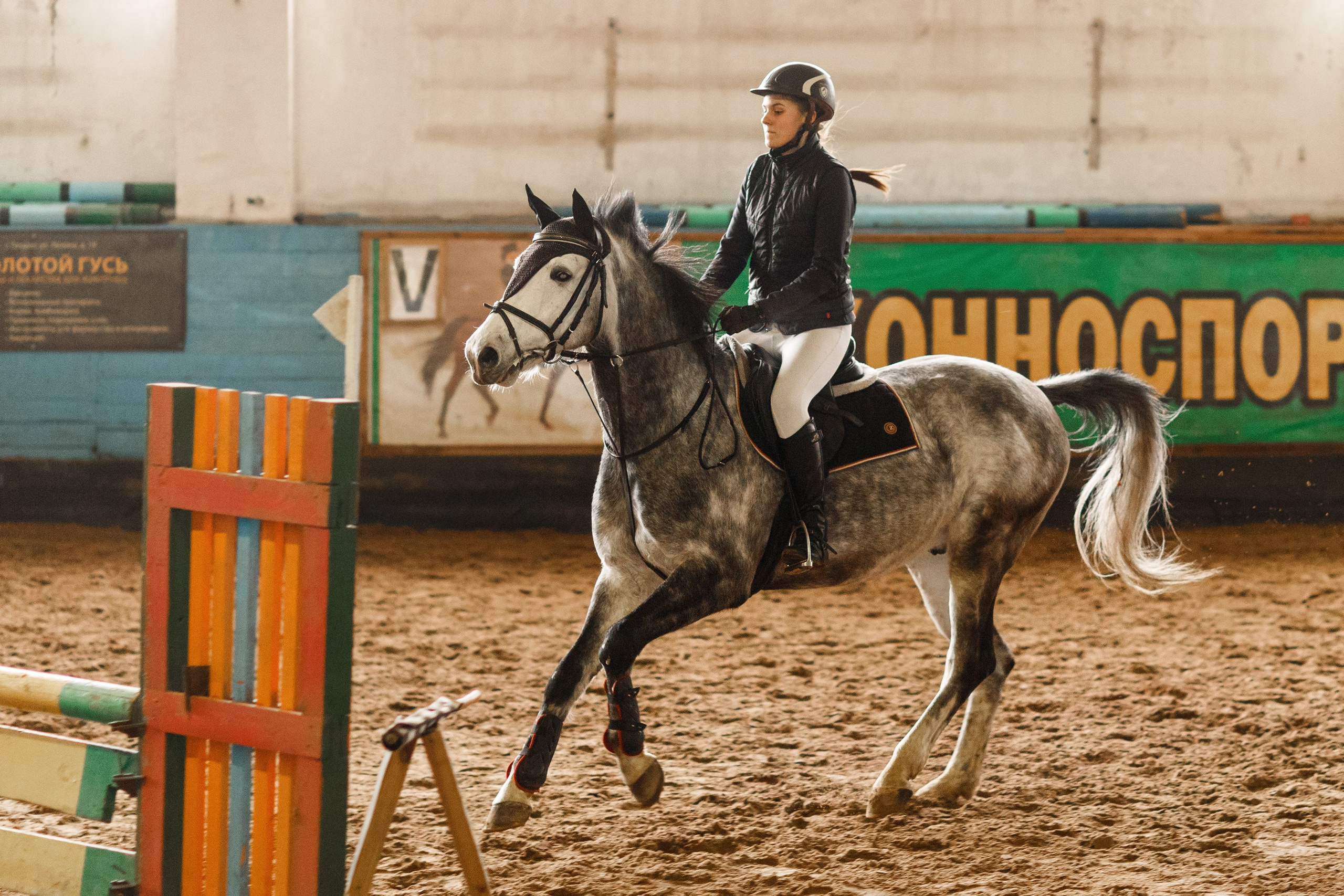 Winter show jumping in «Progress». Kaja | fotograf we Wrocławiu | ludzie i psy