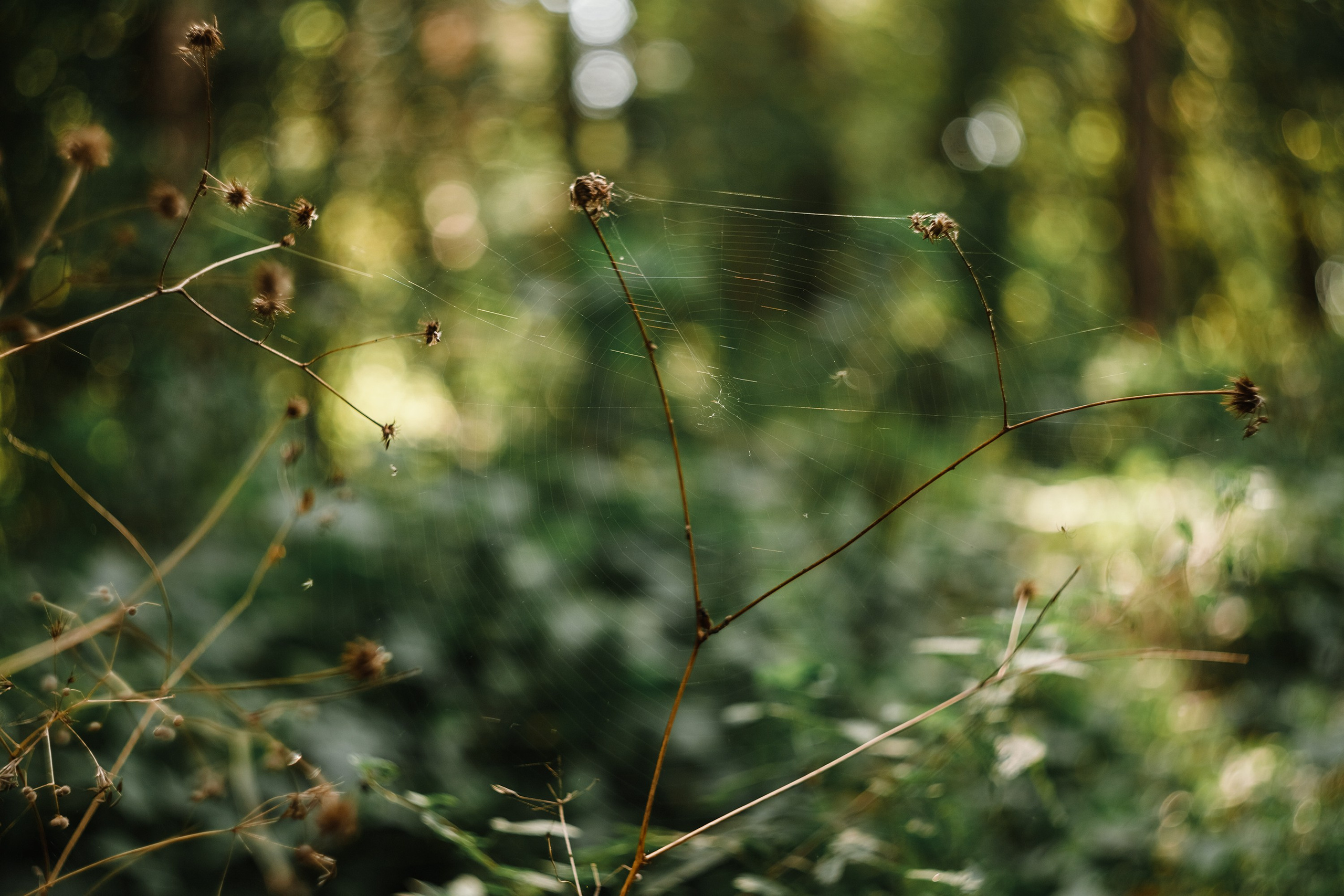 Grodno. Kaja | fotograf we Wrocławiu | ludzie i psy