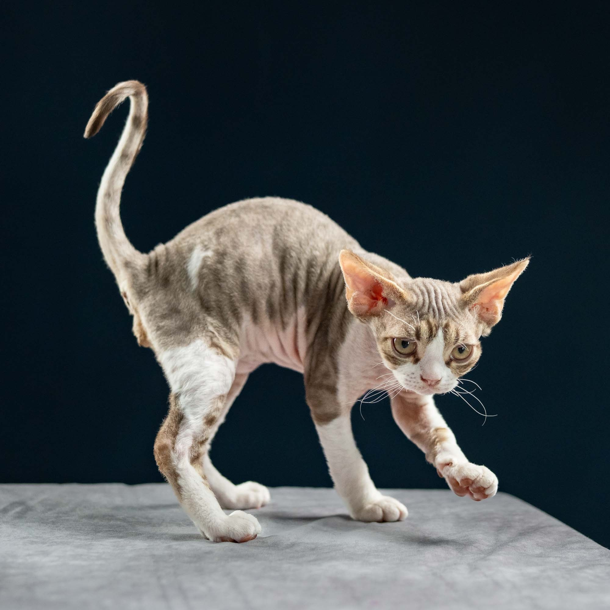 Hugo, boy, born 04.20.25. Devon Rex Pixie Cattery