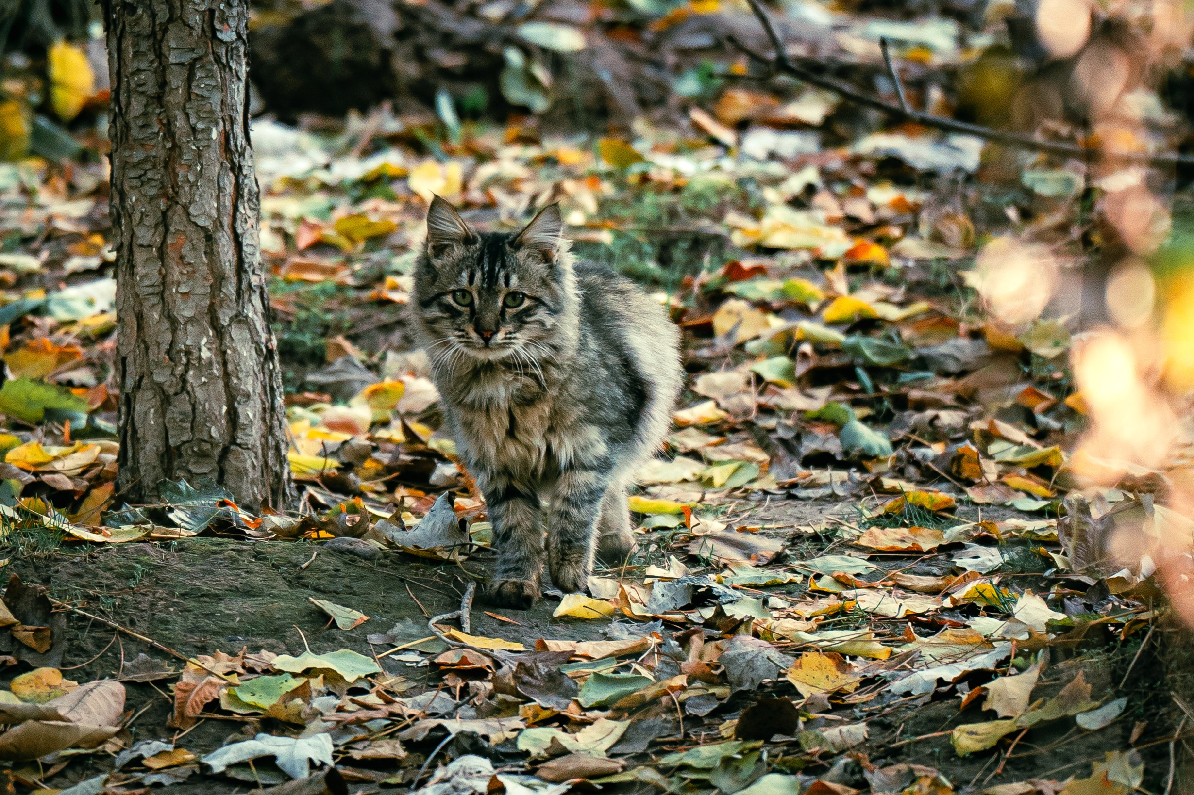 Ташкентская осень. Георгий Намазов | Фотограф в Ташкенте