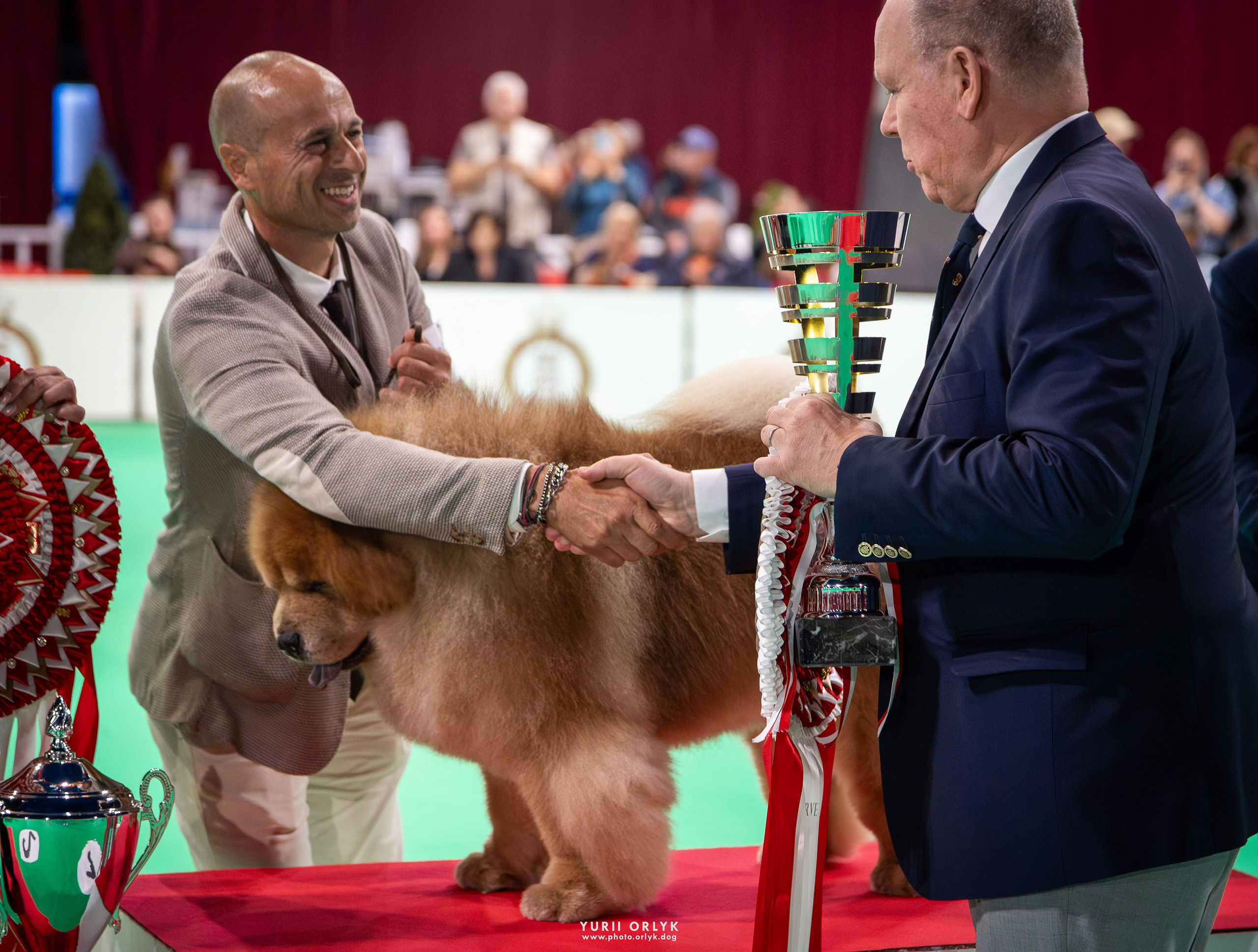 Dog Shows. Yurii Orlyk Photography