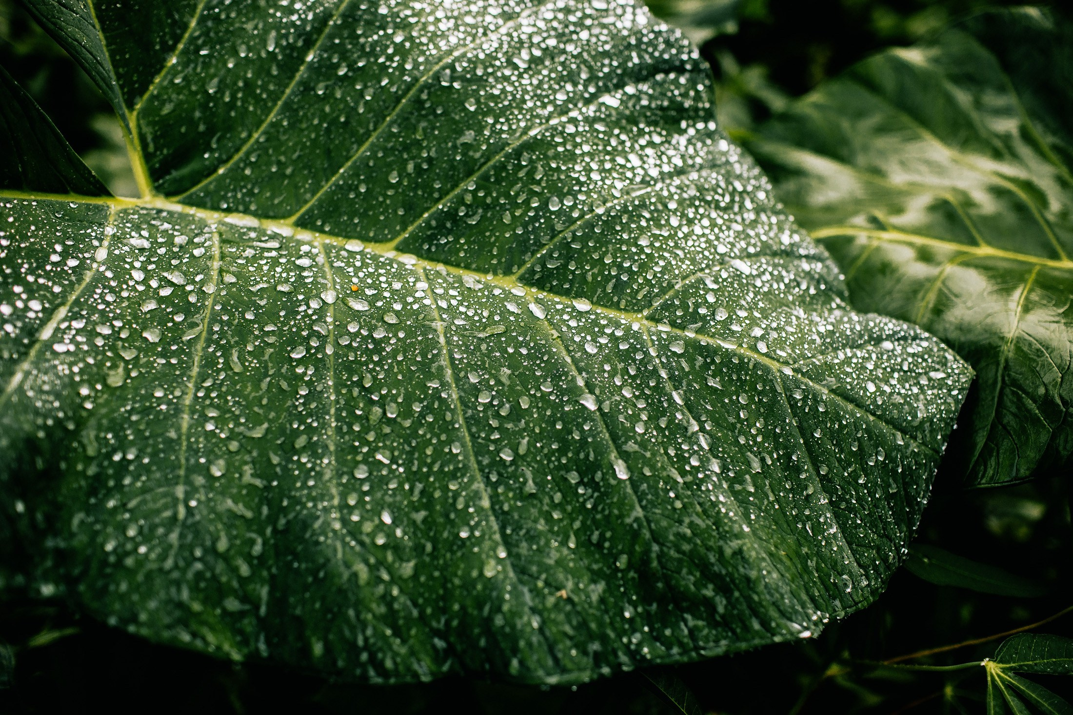 Rice terraces + secret temple. Getitfeel — Aesthetic Photography and Videography