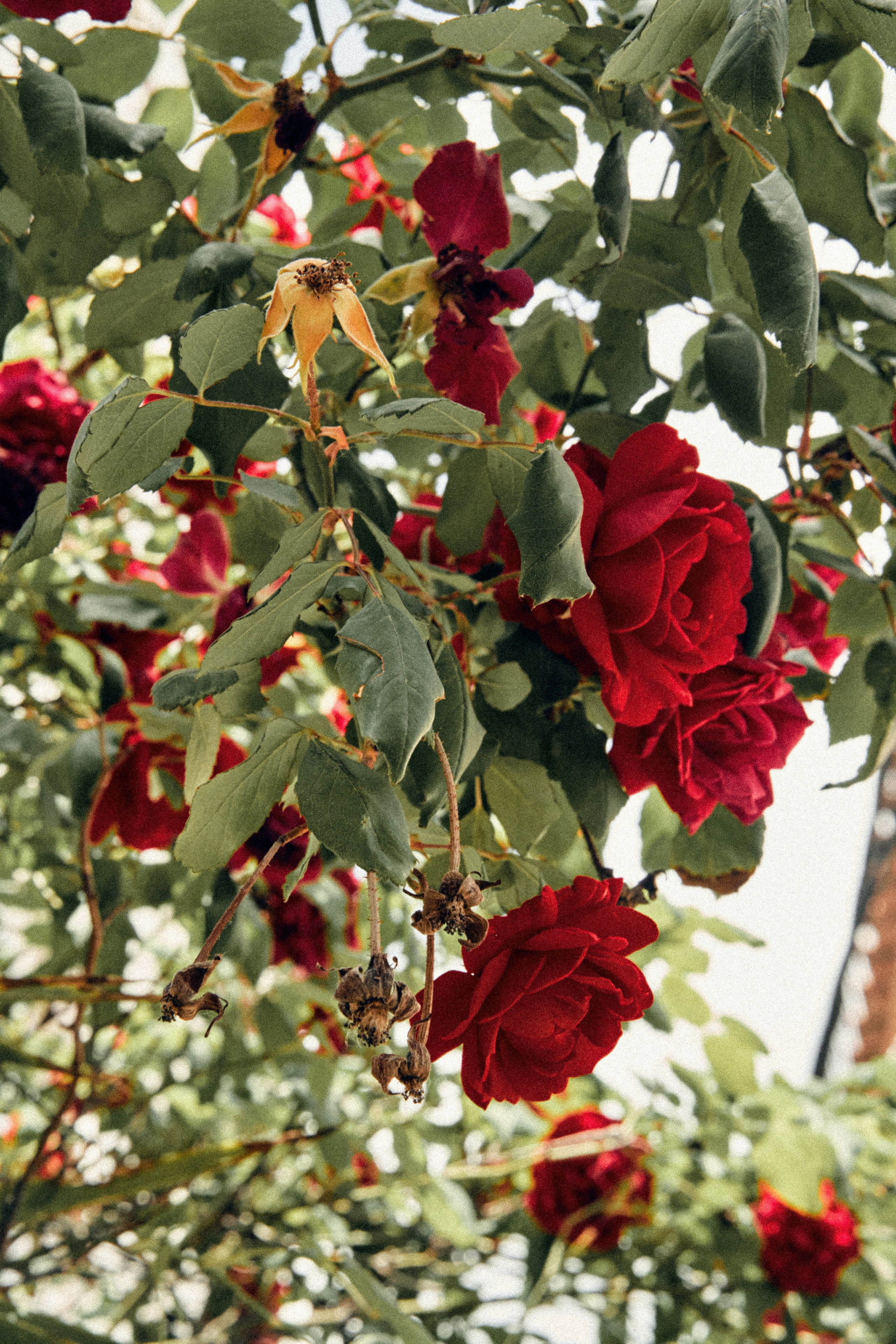 Tossa de Mar. Фотограф в Барселоне Жанна Захарченко