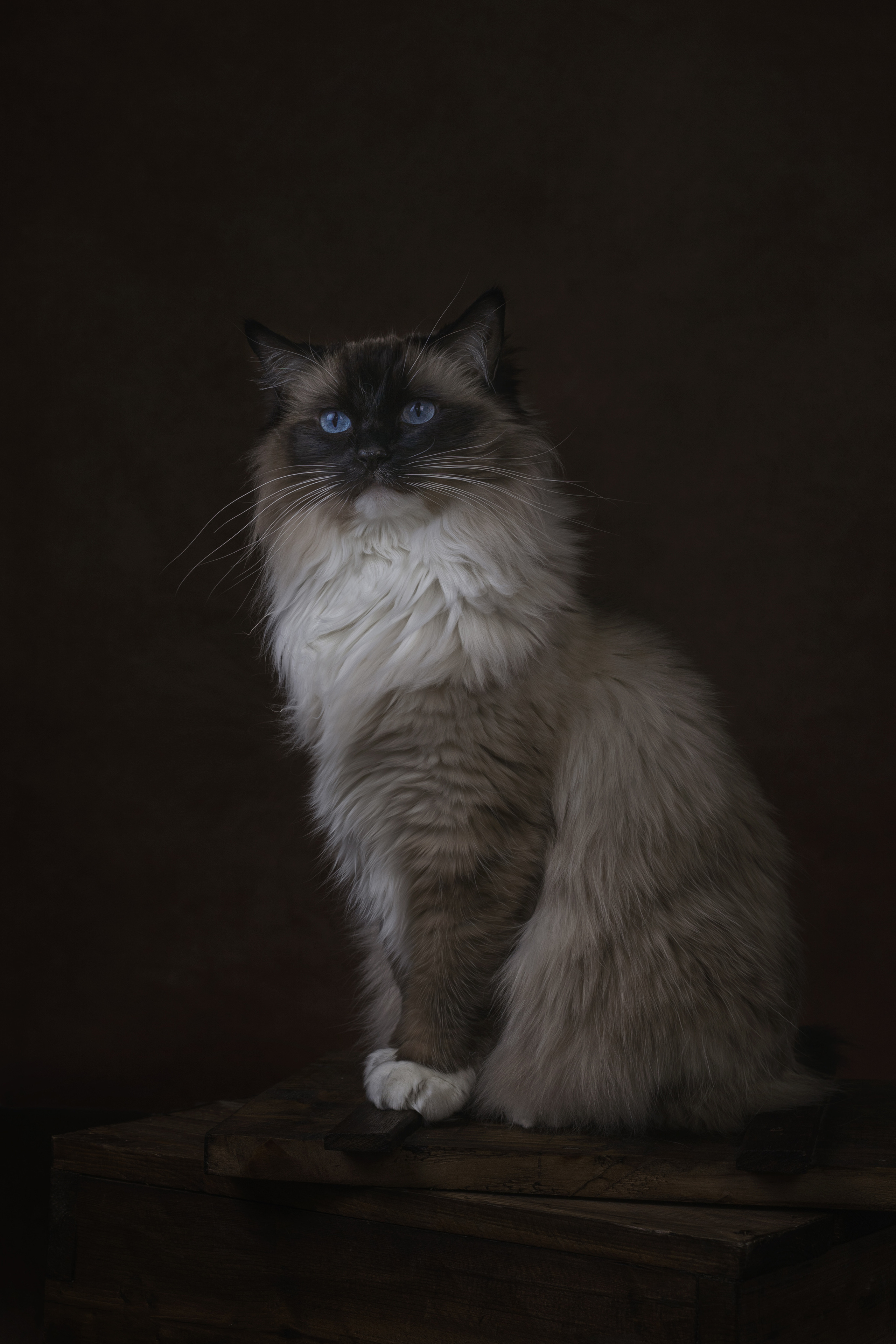 Fine Art. Семейный и детский фотограф в Лондоне (Кент) Наталья Биндере