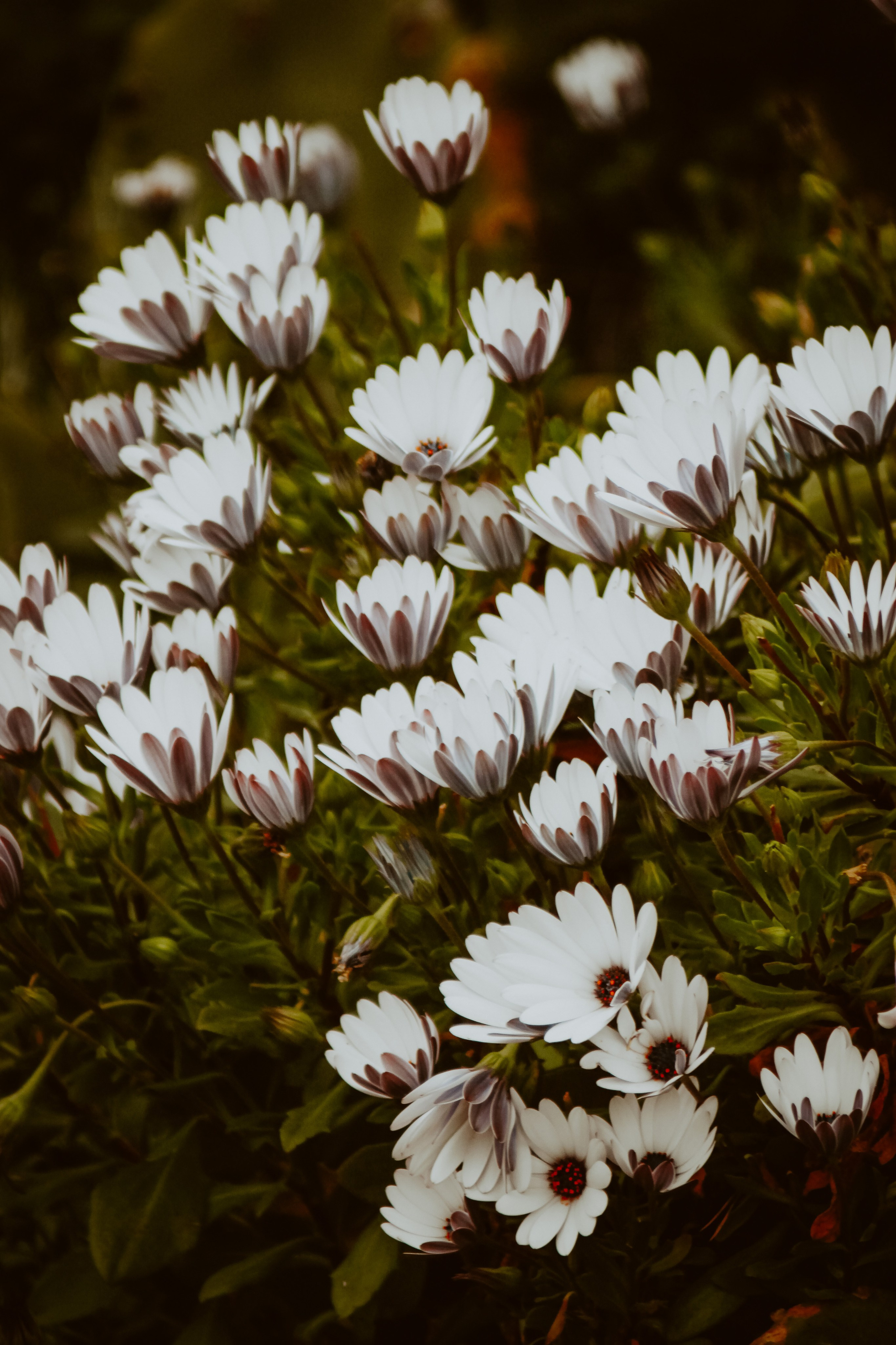 La Coudoulière, Saint Mandrier. Photographe à la Seyne sur Mer, Var
