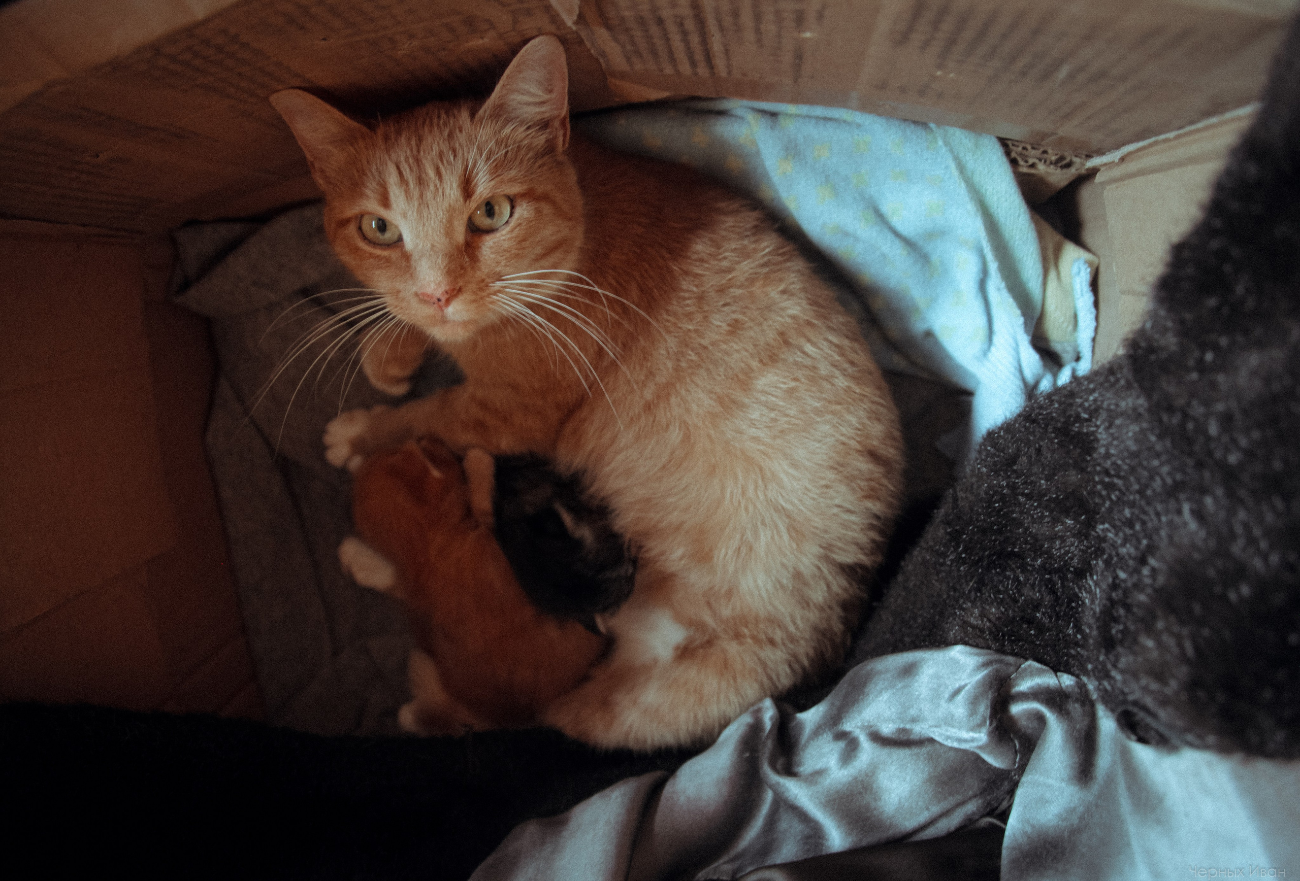 Кот шпедингера. Стрит-фотография, полная абсурда, идиотизма и красоты