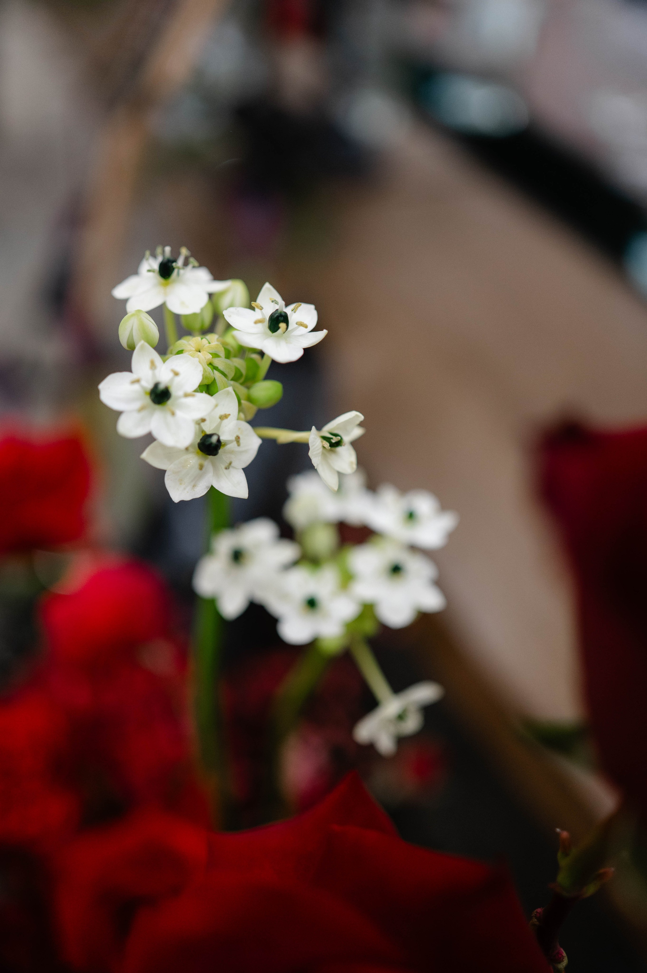 Cristina + Dan | Autumn Wedding. Alexandra Hanu Photographer