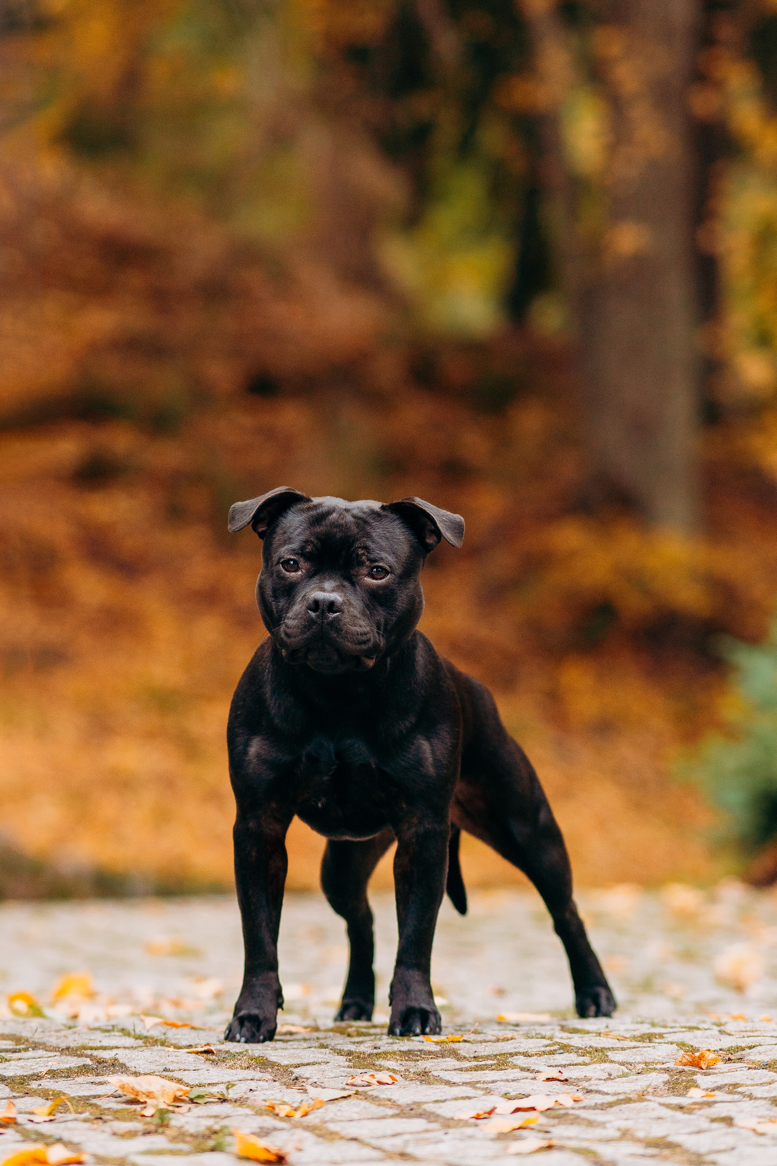 Staffordshire Bull Terriers Meetup. Kat Laisaar — Pet photographer in Tallinn