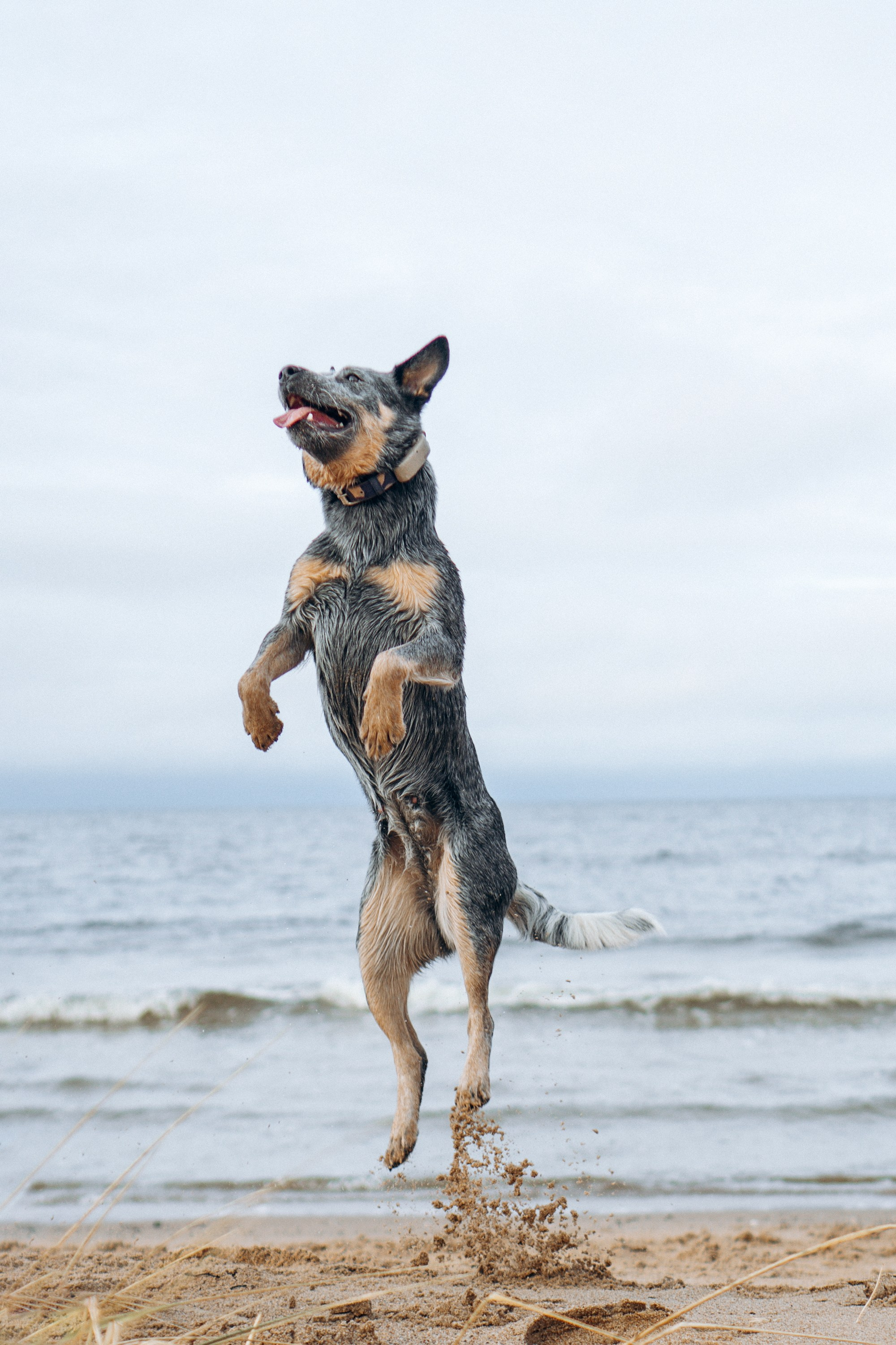 Polina and her Dakota, Australian Cattle Dog. Kat Laisaar — Pet photographer in Tallinn