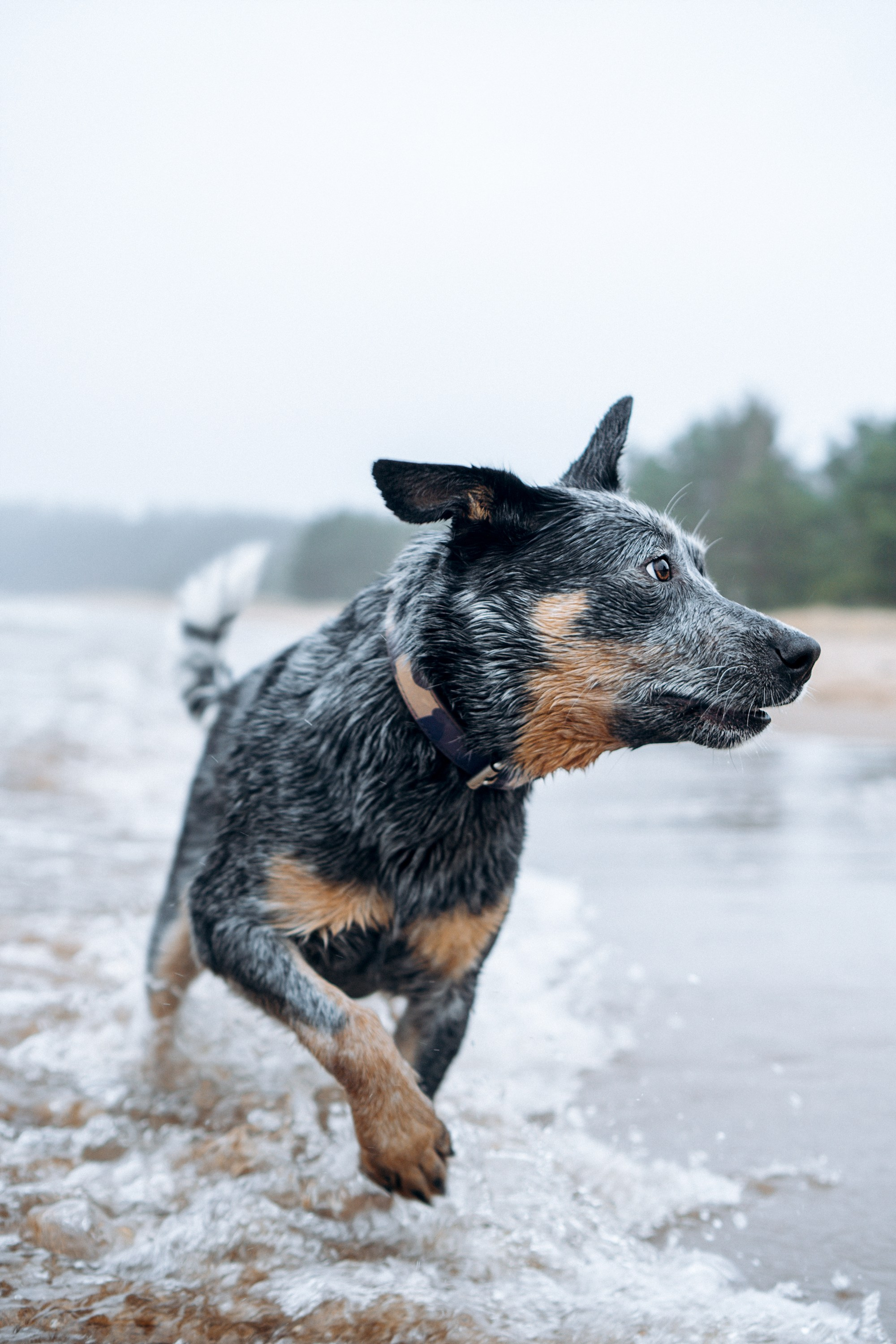Polina and her Dakota, Australian Cattle Dog. Kat Laisaar — Pet photographer in Tallinn