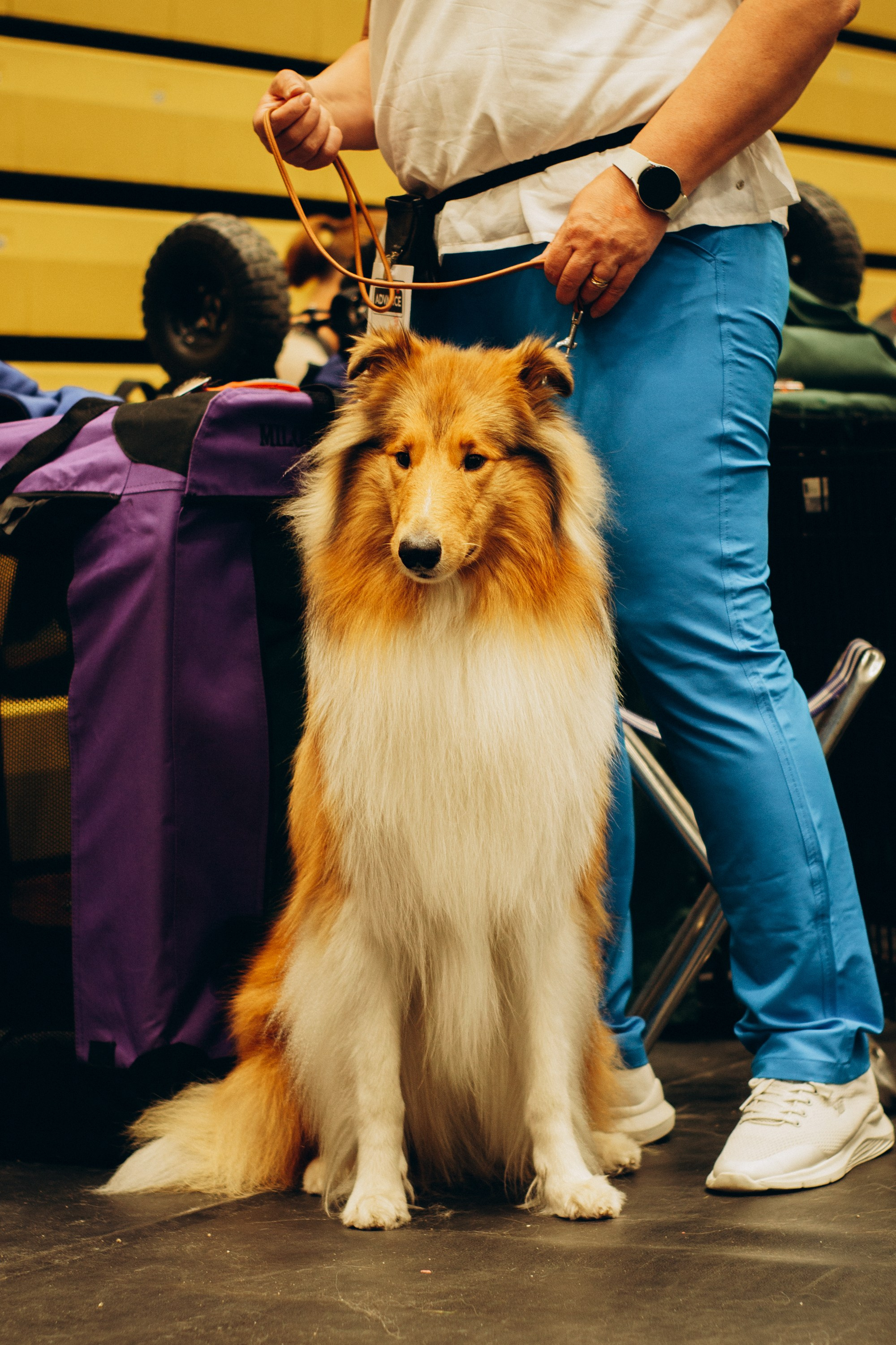 Rakvere Dog Show. Kat Laisaar — Pet photographer in Tallinn