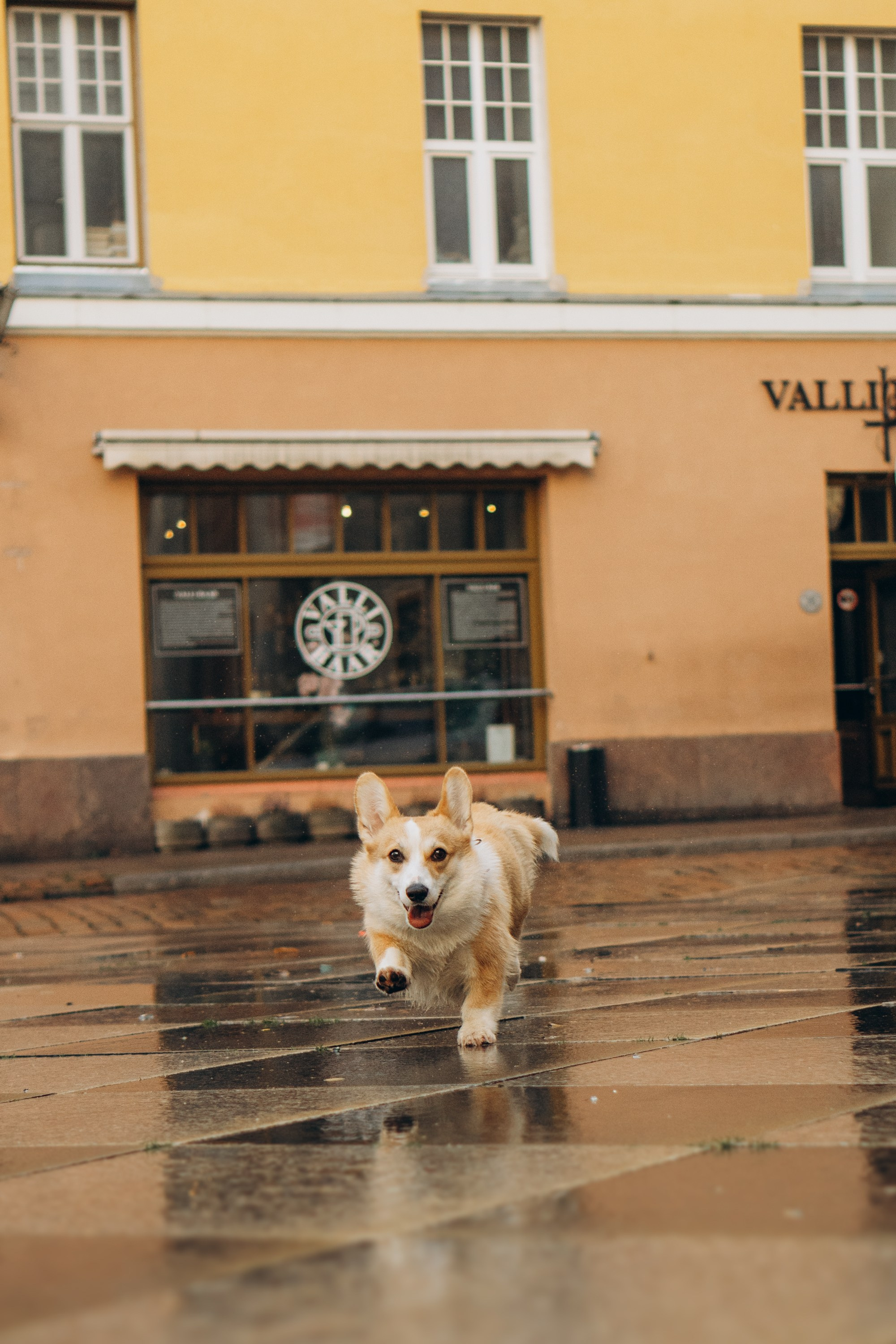 Maarika, Jegor and their Luna, Pembroke Welsh Corgi. Kat Laisaar — Pet photographer in Tallinn