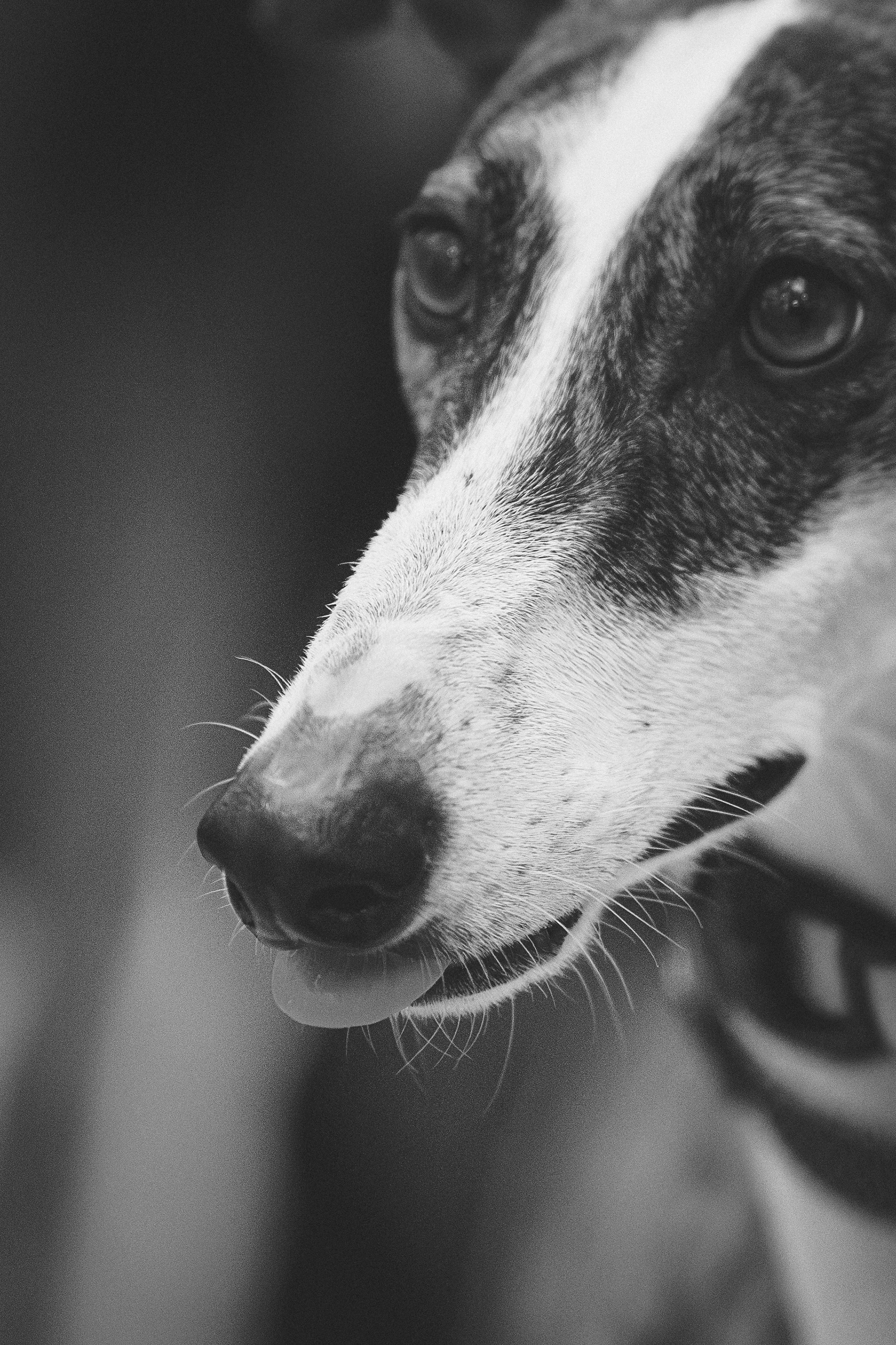 GalgoTreff / Solaris keskus 16 november. Kat Laisaar — Pet photographer in Tallinn