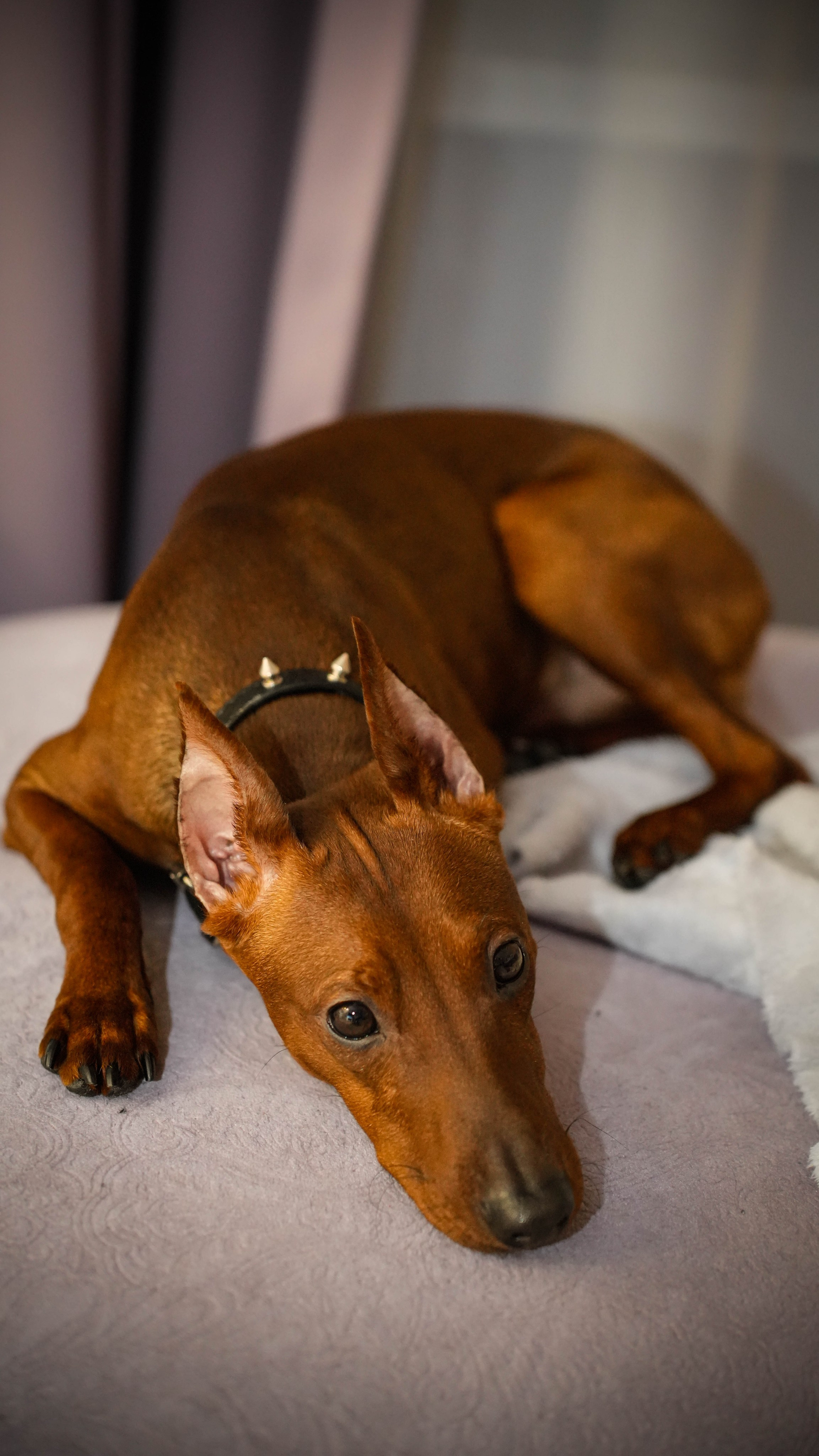 PHOTOGRAPHY. CameraStan