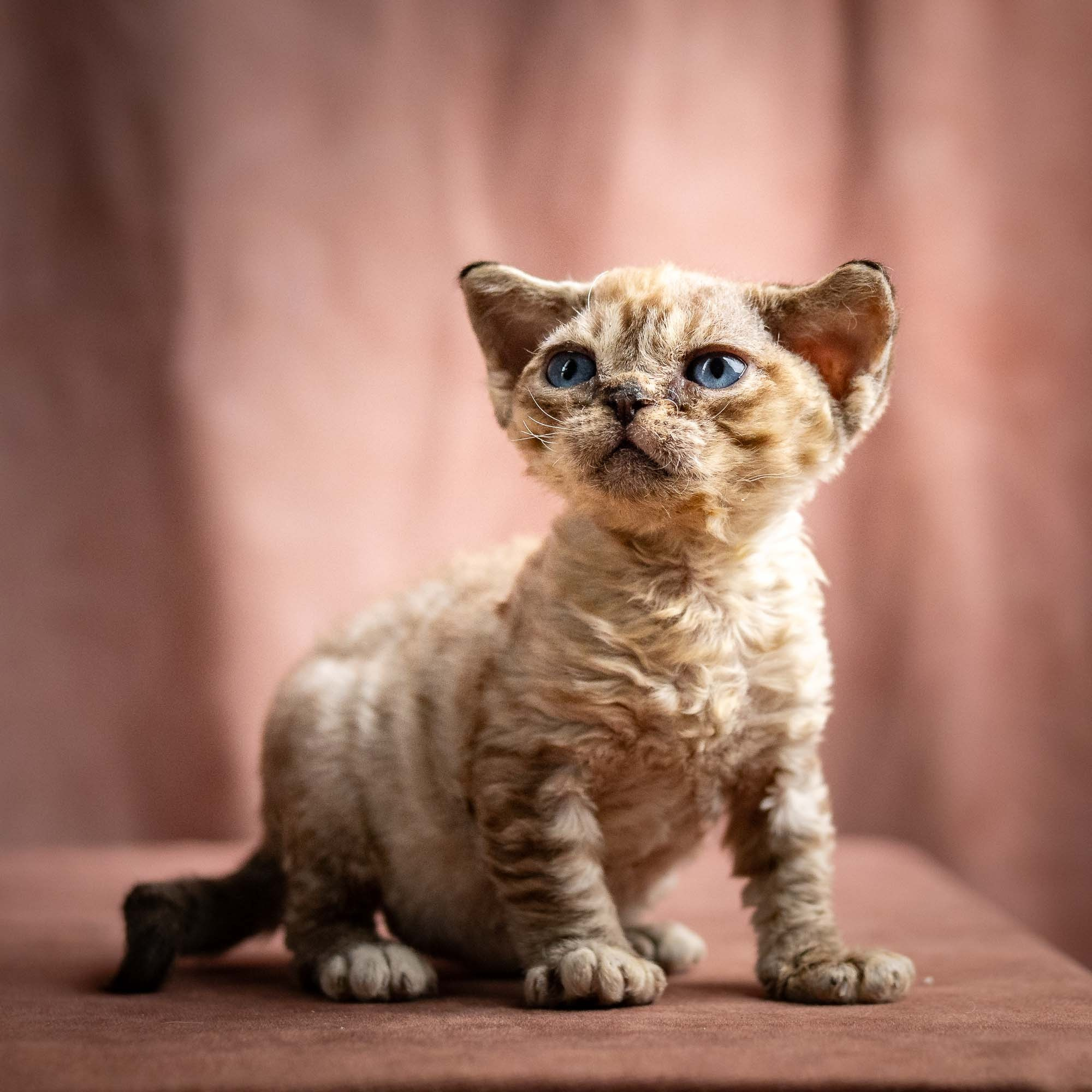 Remy, boy, born 05.08.26. Devon Rex Pixie Cattery