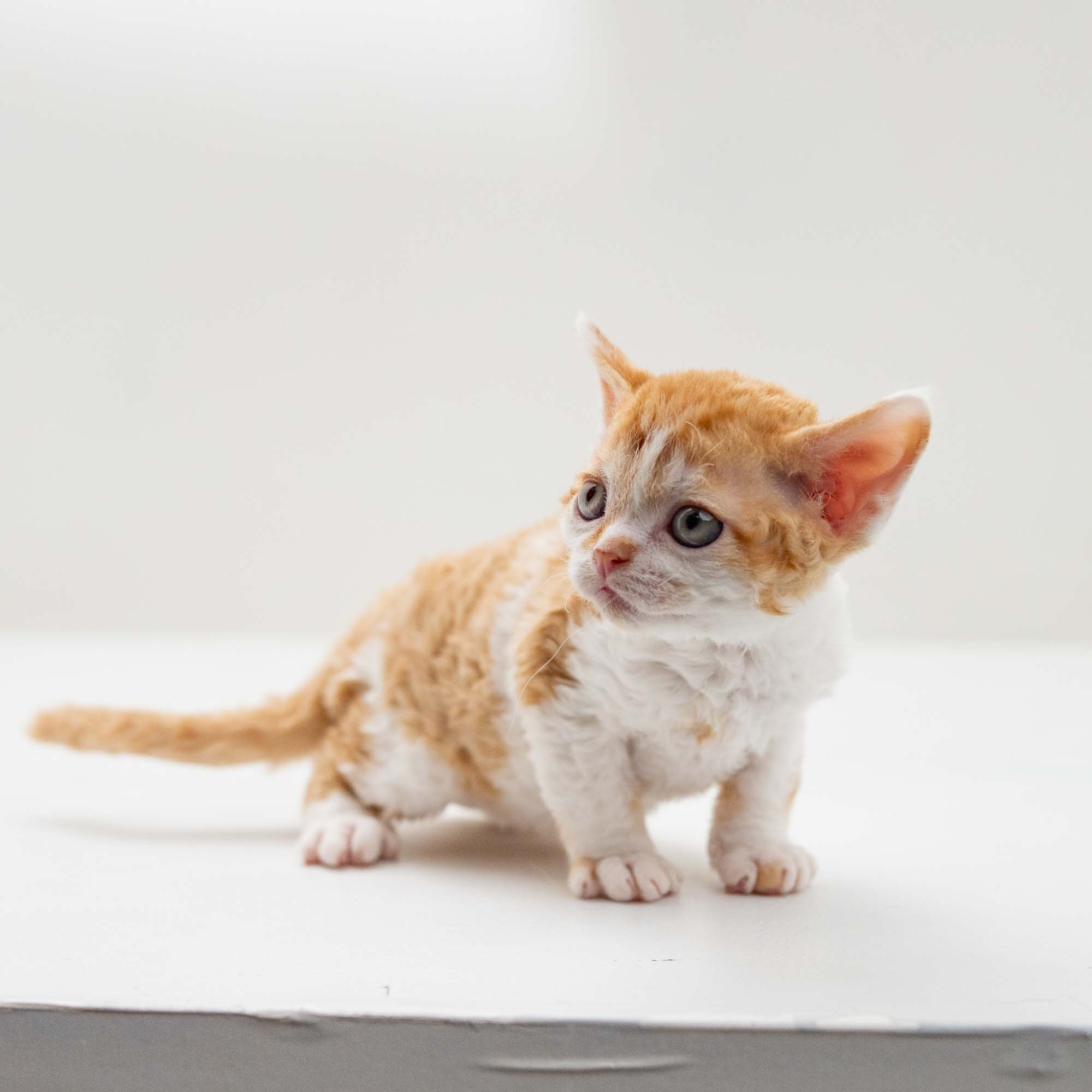 Gary,  boy, born on 01.18.25. Devon Rex Pixie Cattery